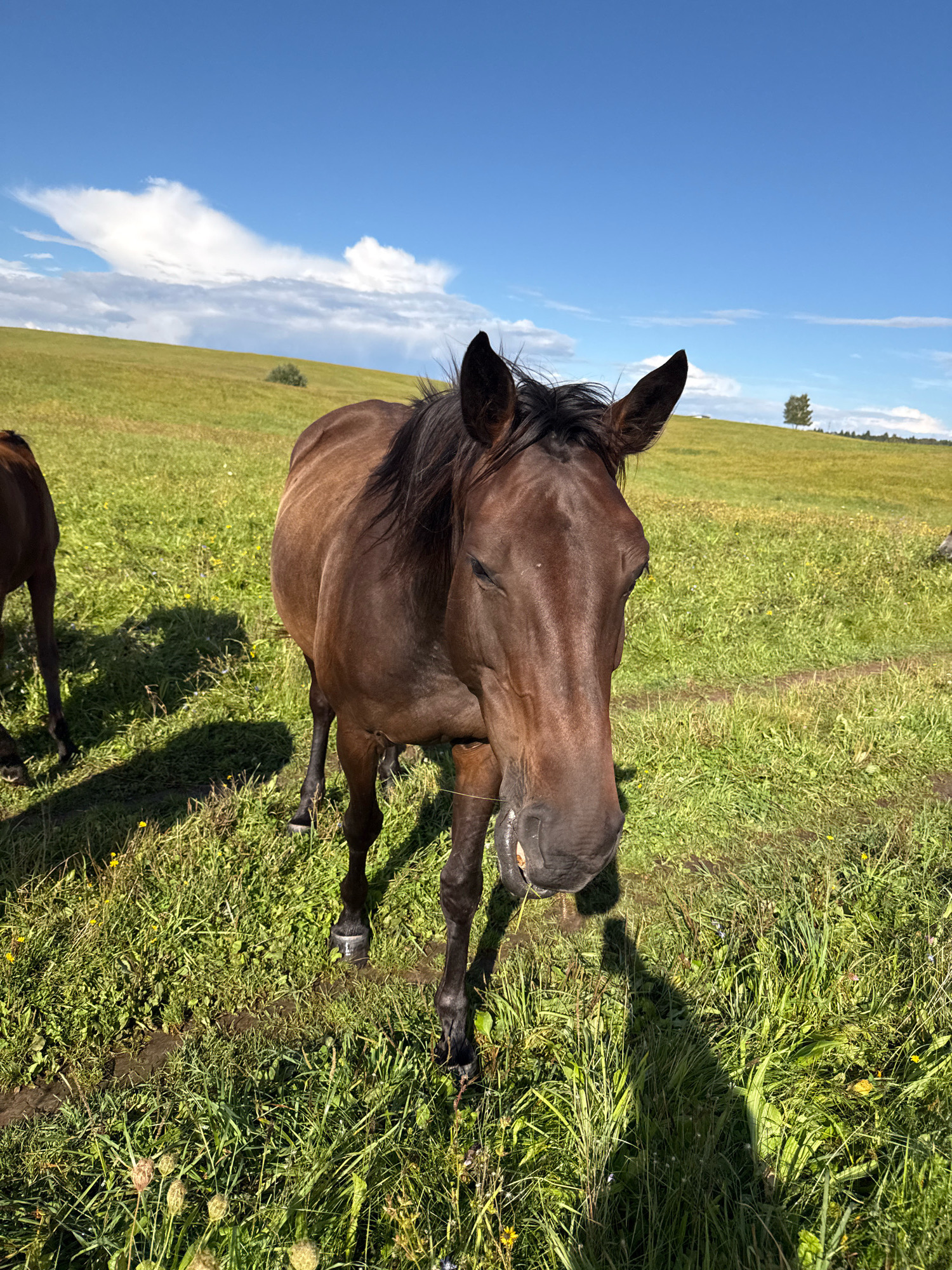 An adult brown horse stands in a grassy field under a bright blue sky with scattered white clouds. The horse is facing the camera, its head tilted slightly down, and appears to be chewing or grazing. Its mane is dark and flowing. In the background, a gentle green hill slopes upwards, with a lone tree visible near the crest. The field is lush and green, with patches of sunlight and shadow indicating a sunny day. To the left, the hindquarters of another, smaller brown horse are visible. The ground in the foreground appears slightly muddy in places. This scene is located in the vicinity of Galinė, Lithuania.