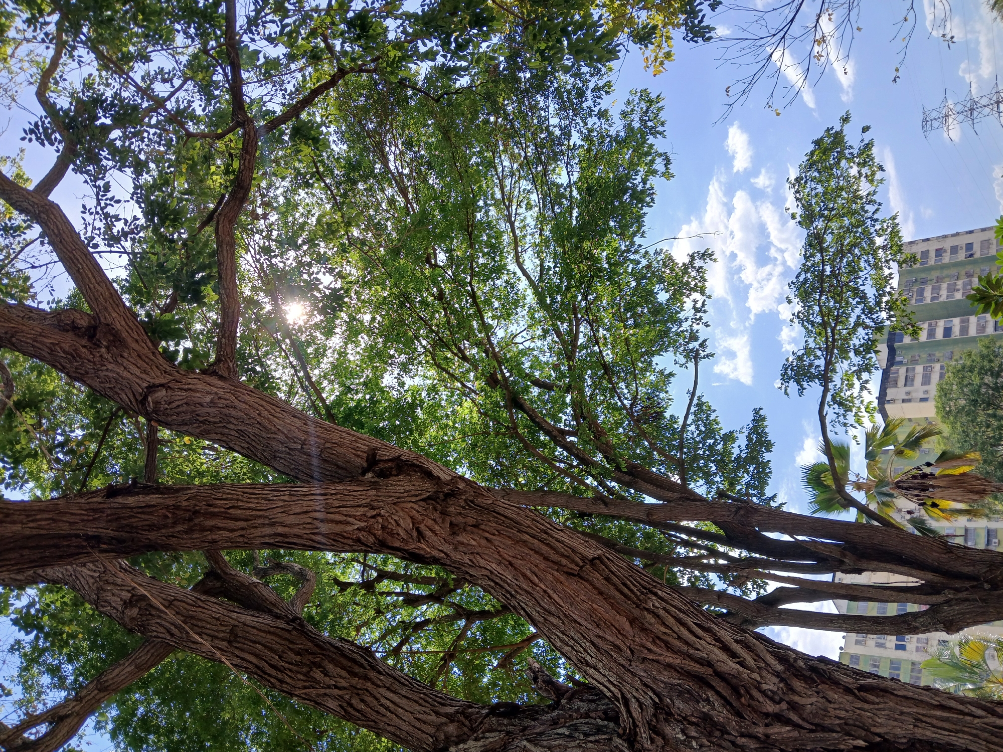 This low-angle photograph, taken in Ciudad Guayana, Venezuela, looks upwards through the dense canopy of a large, mature tree towards a bright blue sky. The prominent subject in the foreground is the thick, textured trunk and several large, gnarled branches of the tree, extending diagonally across the lower half and left side of the frame. Sunlight filters through the abundant green leaves, creating a bright sun flare effect visible in the upper left section of the image.
The mid-ground and background feature more trees with lush green foliage, contrasting with the clear, bright blue sky that is dotted with scattered white cumulus clouds. On the right side of the image, an urban setting is visible, with a multi-story building featuring multiple windows and what appear to be balconies. The distinctive fronds of a palm tree are also present near the building. In the far upper right, a metallic lattice structure, possibly a power line tower, stands against the sky. The scene is static, capturing a moment of a sunny day with no specific activity or people visible. There is no visible text in the image.