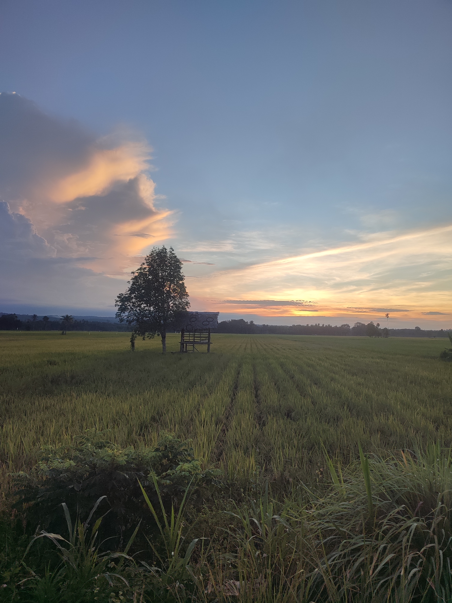 The image shows a rural landscape in Pulorayeuk, Indonesia, featuring a rice field stretching into the distance. The field is predominantly green, with visible rows of rice plants. In the middle ground, there's a single tree providing shade to a small, simple wooden structure with a thatched roof. The sky is a mix of blues and oranges, suggesting either sunrise or sunset, with some clouds present. The foreground contains taller grasses and foliage, slightly obscuring the lower part of the scene. No people are clearly visible in the picture.