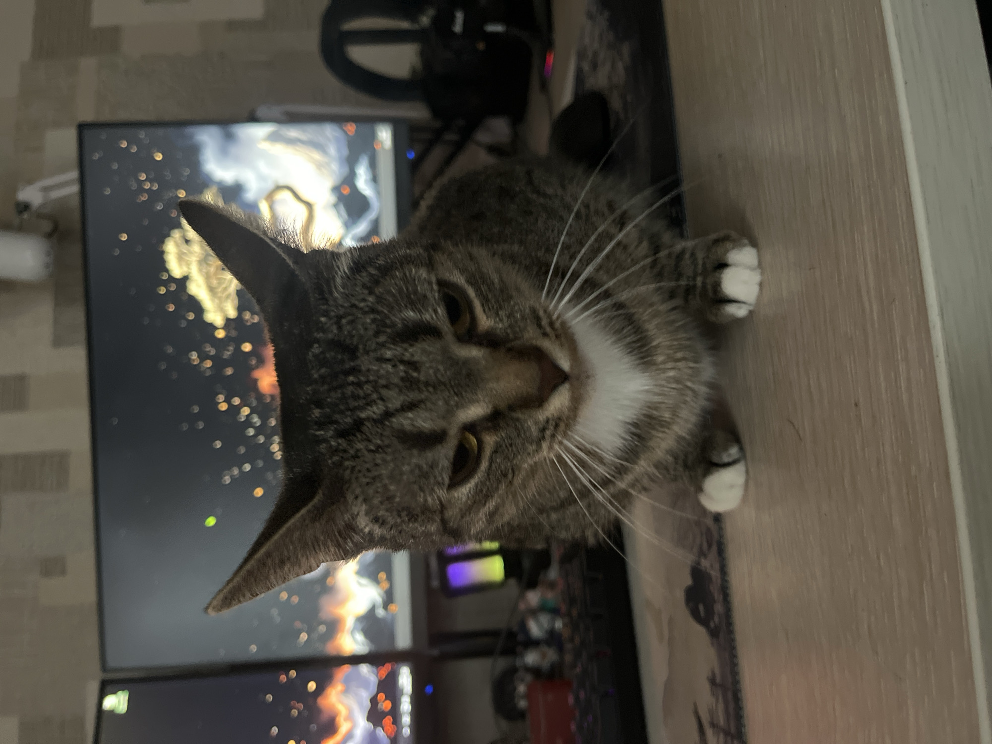 A tabby cat with white markings is lying on a light brown desk or table. The cat has golden eyes and prominent whiskers. Behind the cat are two computer monitors displaying a screen saver with what appears to be golden and white nebulous patterns on a dark background. A steering wheel is visible in the background along with additional computer hardware and RGB lighting. The image does not contain enough information to identify the location as Khimki, Russia, or any specific city.
