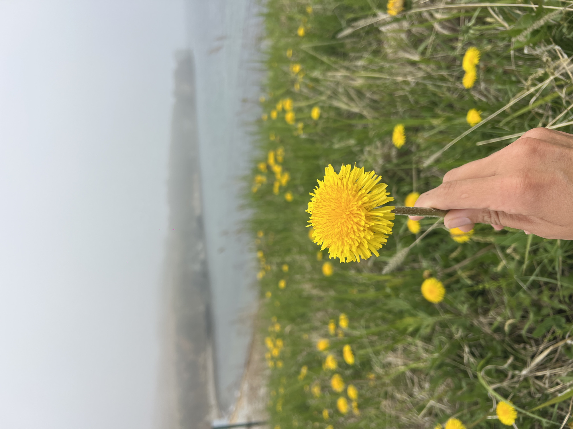 The image shows a hand holding a dandelion in a field with many other dandelions. A body of water is visible in the background, obscured by fog. The location is likely Zarubino, Russia. The scene is outdoors, in a natural setting. A person is interacting with the environment by holding a flower. The lighting suggests it is daytime.