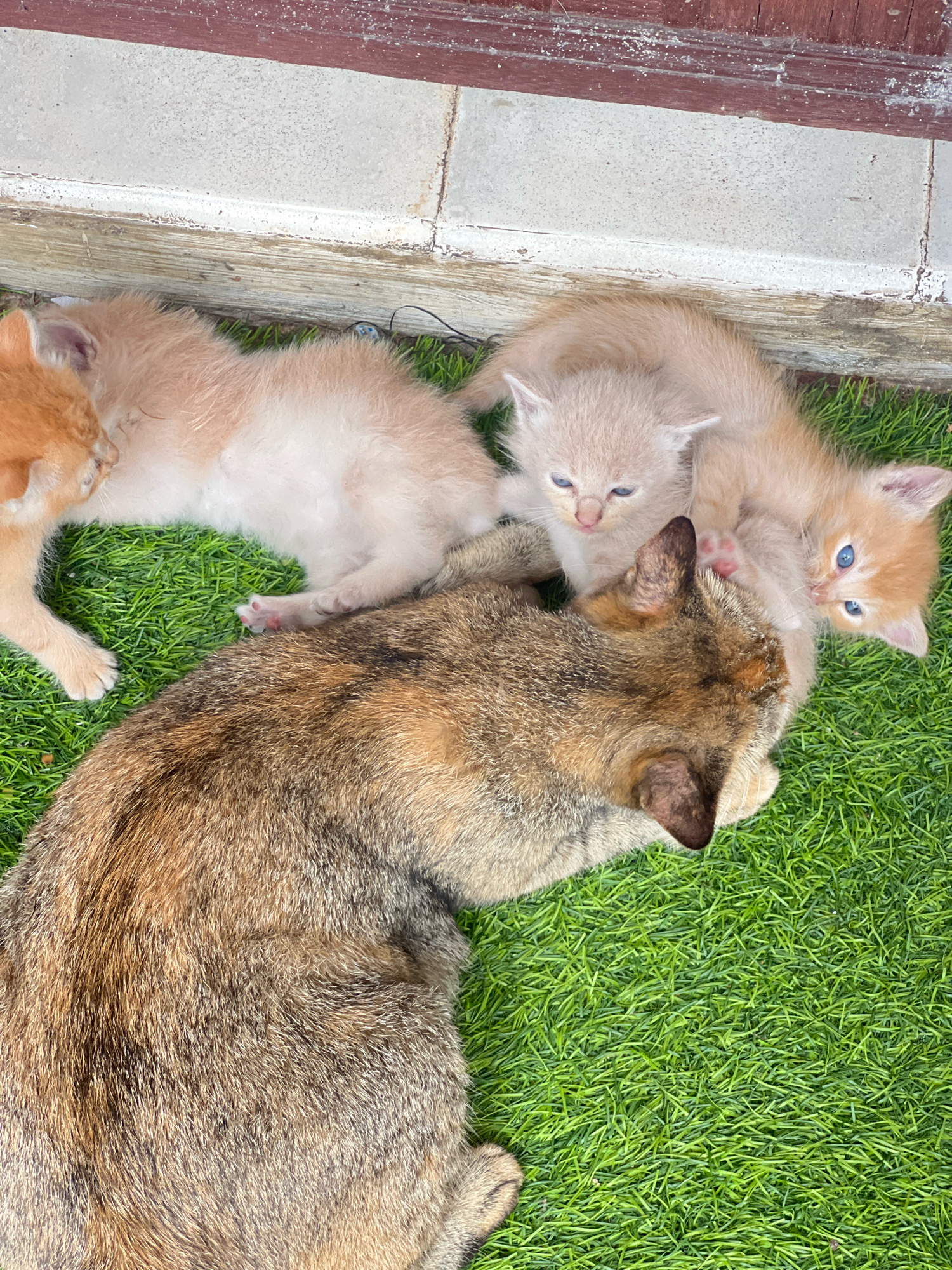 A mother cat and three kittens are lying on artificial grass next to a tiled walkway. The mother cat, a tortoiseshell, is on the left side of the frame, with her head turned to the right. Her body is partially obscured by the kittens. The kittens are all light-colored, with blue eyes. One kitten is nestled against the mother's body, another is lying on its back, and the third is looking up at the mother. The scene appears to be in a residential area in Denpasar, Indonesia, possibly a courtyard or a garden. The tiled walkway suggests an outdoor space, and the presence of the cats indicates a natural setting for them. The lighting suggests it is daytime.