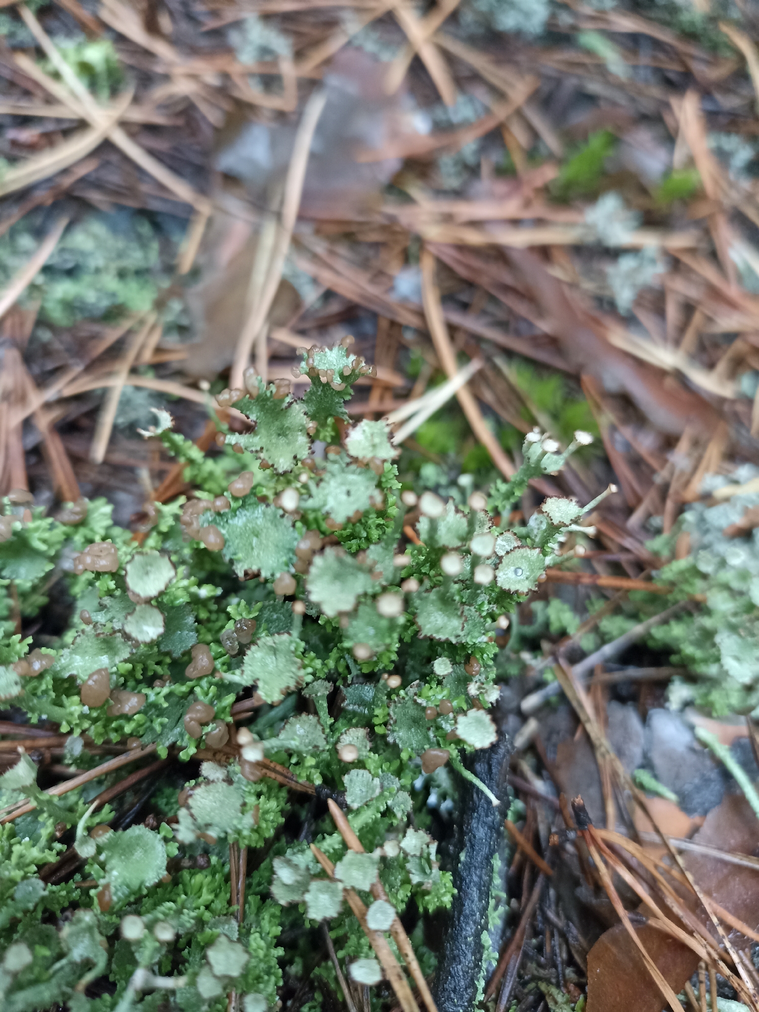 This is a close-up, eye-level, outdoor photograph of a patch of Cladonia lichen, commonly known as cup lichen or pixie cup lichen, growing on the forest floor. The lichen is a vibrant green with a textured, fractal-like structure. Many of the lichen's "cups" are visible, some tipped with reddish-brown apothecia (reproductive structures). The lichen is interspersed with brown pine needles and what appears to be moss or other small green vegetation. The background is a blur of more pine needles and forest detritus, suggesting a pine forest environment. The lighting is natural and diffused, consistent with a cloudy day or shaded area. There are no people, animals, or man-made objects visible in the scene. The focus is sharp on the lichen, highlighting its intricate details. The overall impression is one of natural detail in a forest setting, typical of a woodland floor. This image does not depict any location in the city of Fakel Revolyutsii, Russia, as there are no recognizable landmarks or urban elements present.