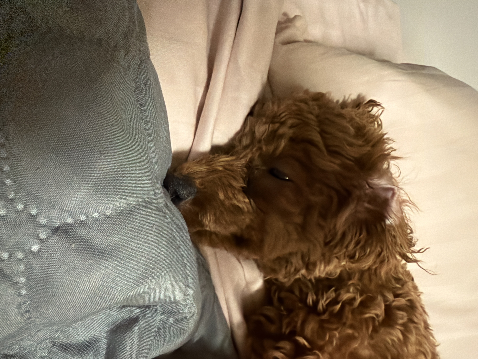 An unidentifiable brown dog, possibly a poodle breed, is sleeping on a bed. The dog's head is resting on a pink pillow, and its body is covered by a grey blanket. The background consists of a wall and possibly another pillow. The image is taken indoors, suggesting a domestic setting. The scene is dimly lit.