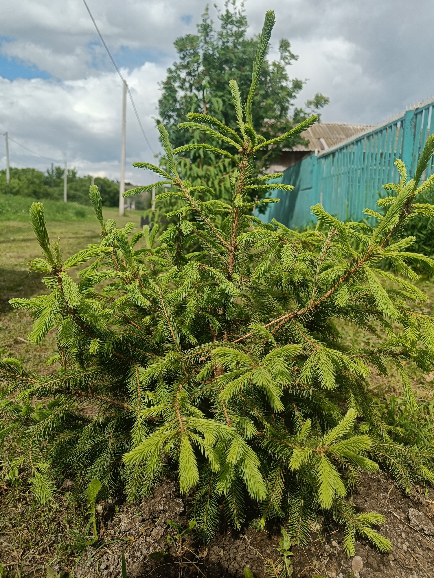 The image shows a young coniferous tree, possibly a spruce, planted in the ground. The tree has vibrant green needles and is the primary subject. In the background, a turquoise wooden fence with pointed posts is visible, along with the roof of a building. Further in the distance, utility poles with wires are present. The environment appears to be a rural or suburban area. The sky is partly cloudy with a mix of white and gray clouds. The overall setting suggests an outdoor scene in a residential area.