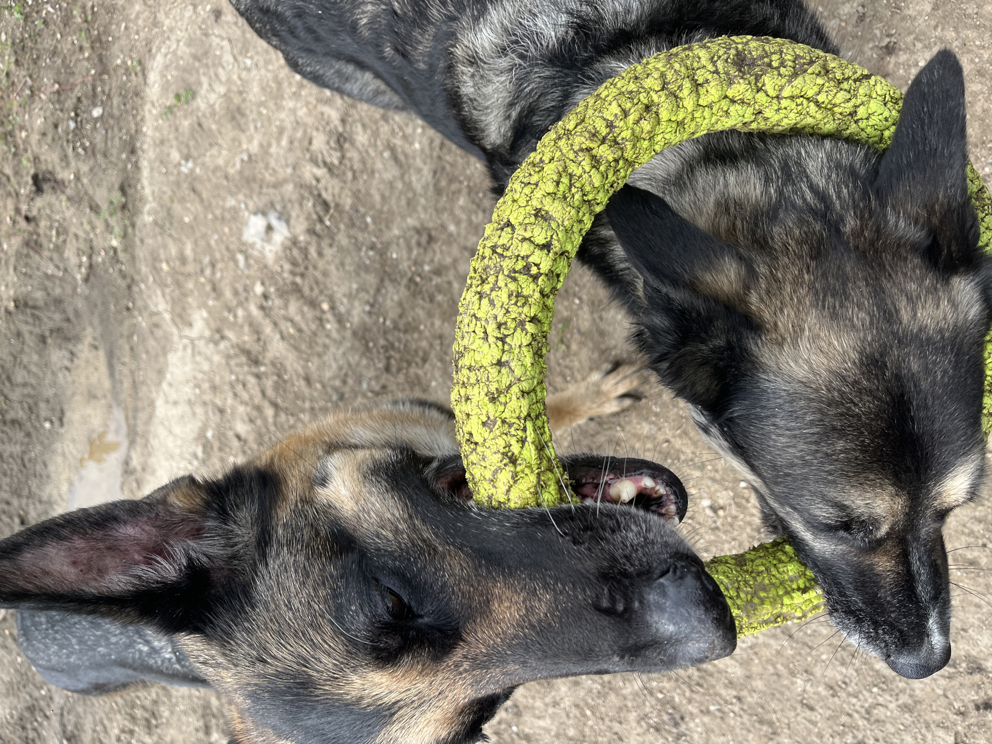 Two German Shepherd dogs are playing tug-of-war with a bright green, textured ring toy. The dogs are on a dirt ground, which appears to be an outdoor setting. One dog, in the foreground and on the left side of the frame, has its mouth clamped around a portion of the toy, with its eyes visible and looking to the side. The other dog, on the right side of the frame, also has its mouth on the toy. The dogs' fur is a mix of black, grey, and tan. The lighting suggests it is daytime, with shadows visible on the ground. There is no visible text in the image.