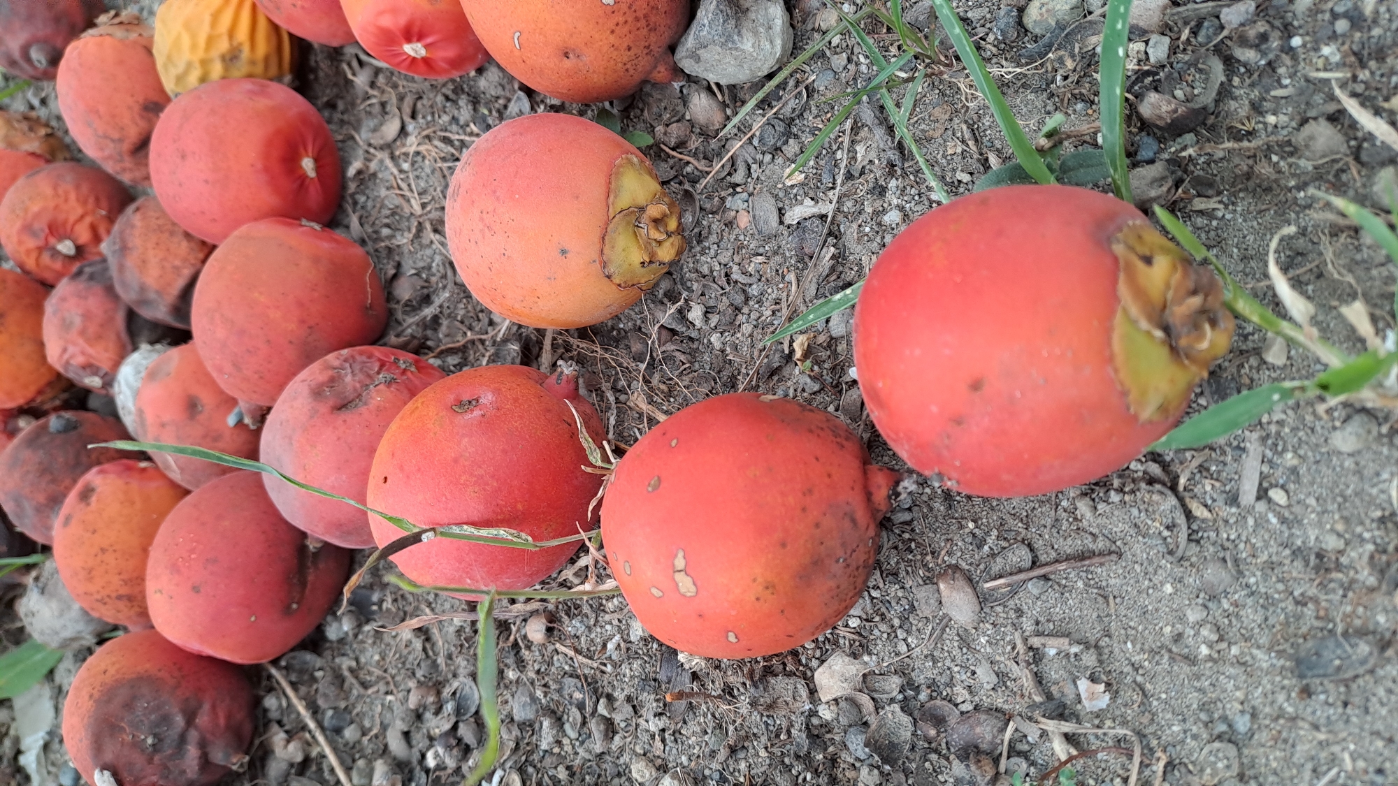 In Kruengjuli Barat, Indonesia, a collection of ripe red palm fruits lies scattered on the ground. The fruits, varying slightly in size and color from bright red to orange-red, are clustered together on a surface of dirt, gravel, and dried organic matter. Some fruits show signs of browning or minor blemishes, indicative of their ripeness or the natural shedding process. Small blades of grass poke through the soil, adding a touch of green to the scene. The overall impression is one of a natural environment where the fruits have fallen from a palm tree.