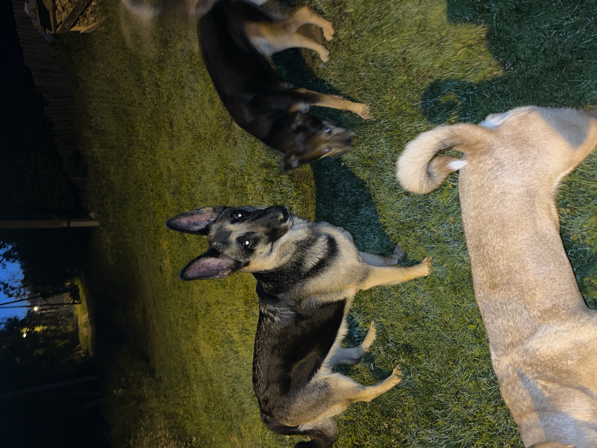 Three dogs are on a grassy area outdoors at night. The dog in the foreground is a German Shepherd with black and tan fur, lying on its side and looking at the camera with its head turned. Its eyes are wide, and it appears alert. To the right of the German Shepherd, another dog, lighter in color and possibly a Husky mix, is lying down with its hindquarters and tail visible. Part of its head is also visible, and its fur is light brown. In the background, another dog, also dark-colored, is lying down with its legs extended. The grass is green and appears slightly damp. A wooden fence or structure is visible in the upper left corner, and to the left of that, a dark area with some faint lights suggests a wooded area or a road. The overall lighting is dim, indicating it is nighttime, likely illuminated by artificial light sources. There is no visible text.