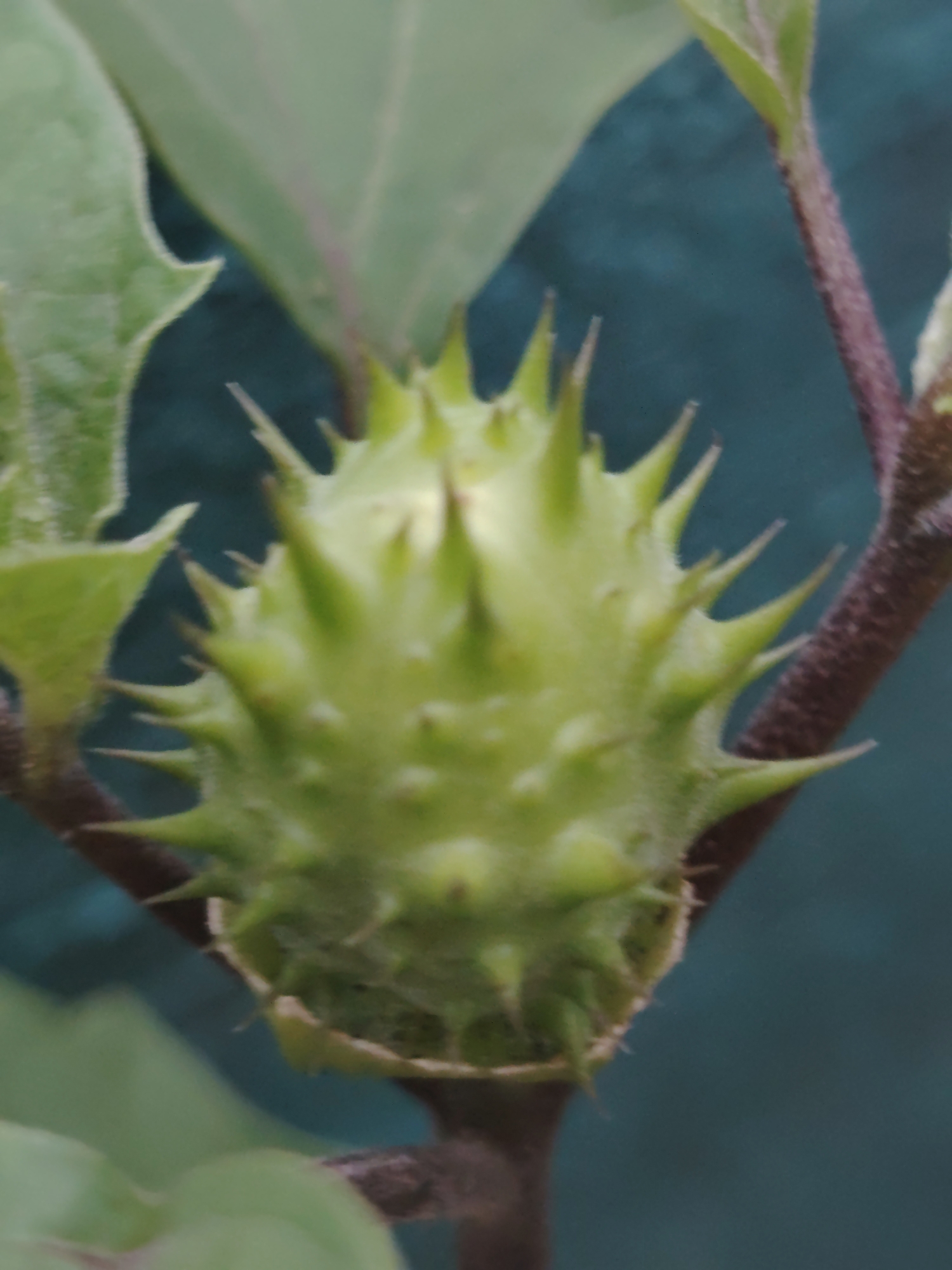 A close-up, vertical, eye-level shot focuses on a spiky, green seed pod of a plant. The pod is roughly spherical and covered in numerous sharp, pointed projections. It hangs from a dark, fuzzy stem. The background is a soft, dark blue-green, out of focus, suggesting an outdoor setting. Several blurred green leaves are visible in the upper left and lower left corners of the frame, partially obscuring the background.
