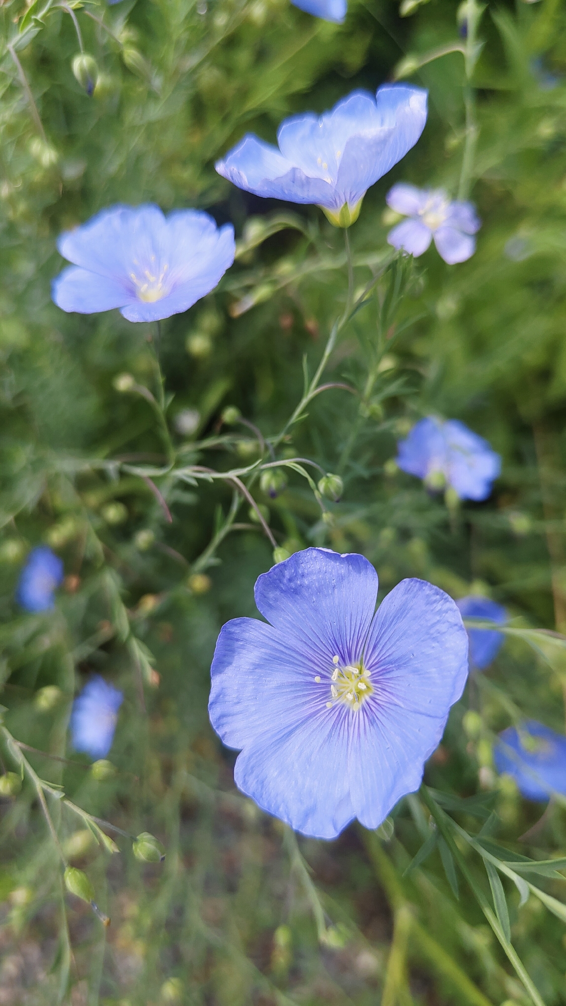 A close-up, vertical, outdoor, eye-level shot captures several delicate blue flax flowers in bloom amidst green foliage. The primary focus is on a large, vibrant blue flax flower in the foreground, its petals slightly ruffled and showcasing a central stamen cluster of yellow and white. Behind it, other flax flowers are visible at varying degrees of focus, some fully open, others appearing as buds. The background is a soft blur of green leaves and stems, suggesting a natural setting. The image does not depict any people, actions, or interactions. The location in the city of Krasnoyarsk, Russia, is not discernible from the visual information provided.