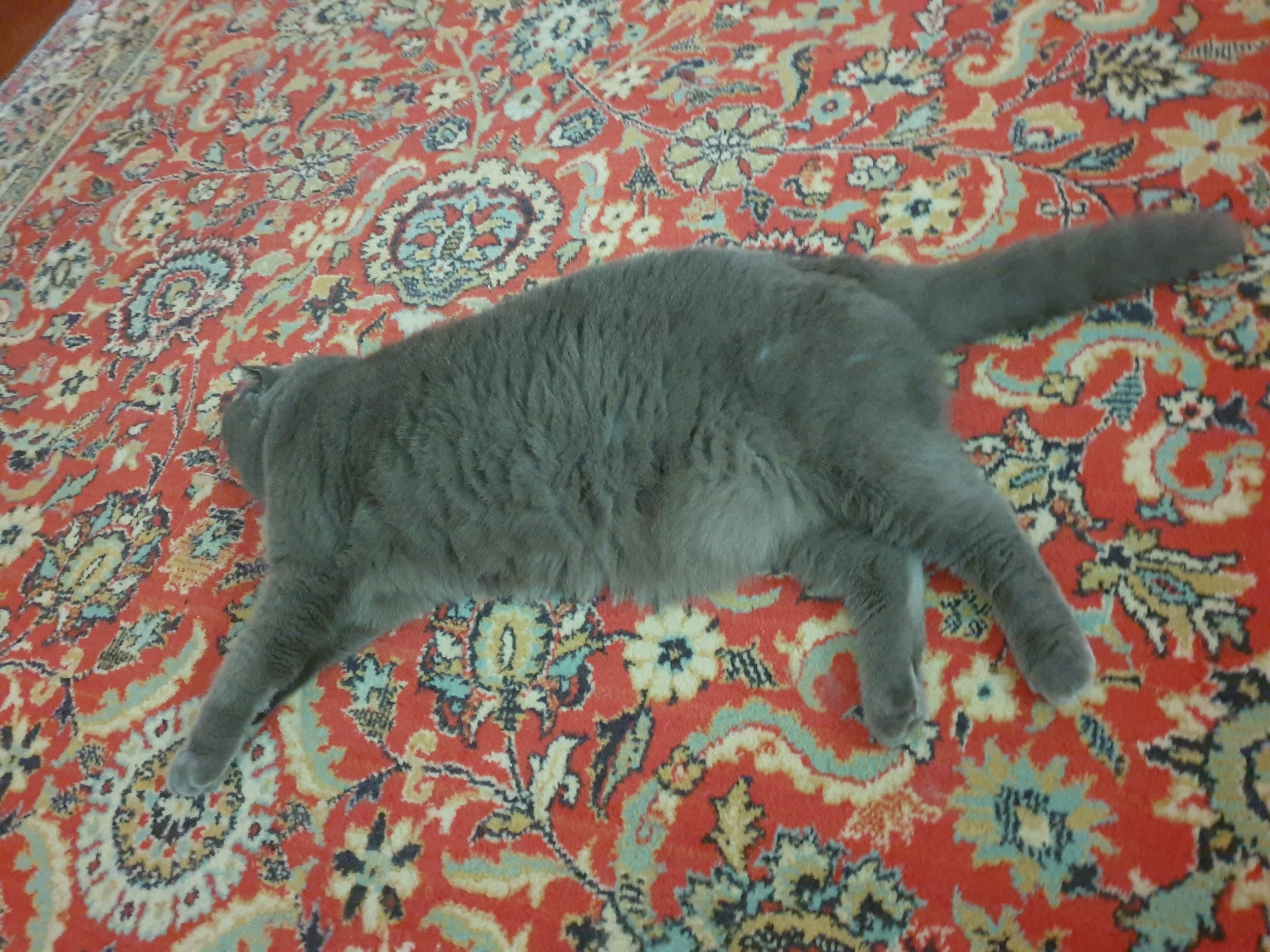 A grey cat is lying on a red oriental rug. The cat is curled up, with its head tucked under its body and its tail extended to the right. The rug has a complex pattern of floral motifs in shades of red, blue, yellow, and white. The scene appears to be indoors, possibly in a home. There is no information to suggest this image is related to Lozovyi Yar, Ukraine.