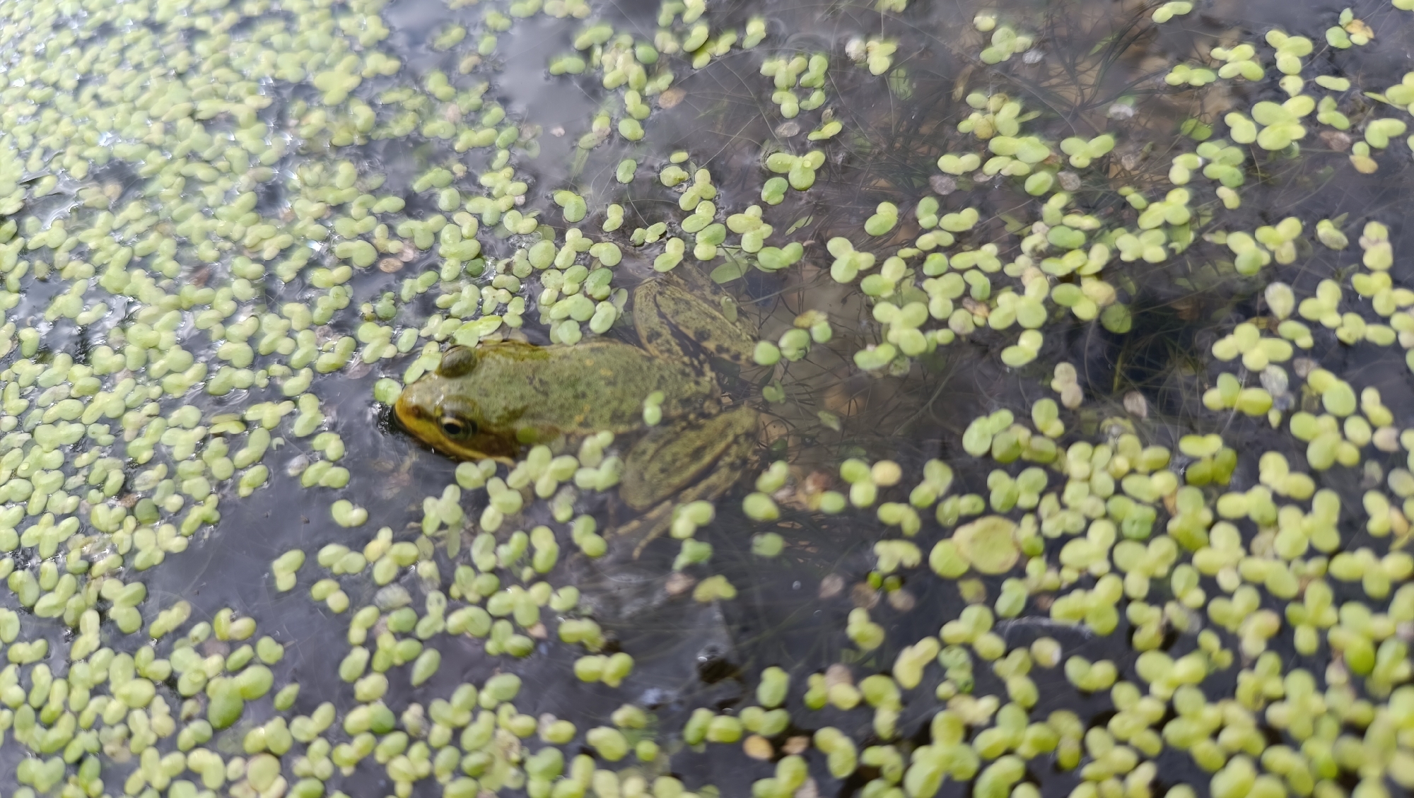 A frog is partially submerged in dark water, surrounded by numerous small, light green floating plants, likely duckweed. The frog, with its head and upper body visible, is positioned to the left of center. Its skin appears mottled green and brown. The water is murky, with some submerged vegetation or debris visible beneath the surface. The overall scene is an outdoor, natural environment, likely a pond or slow-moving body of water. No buildings or specific geographical features are discernible to indicate a location in Karsha, Russia, or any other city. The image is a close-up view, focusing on the frog and the aquatic plants.