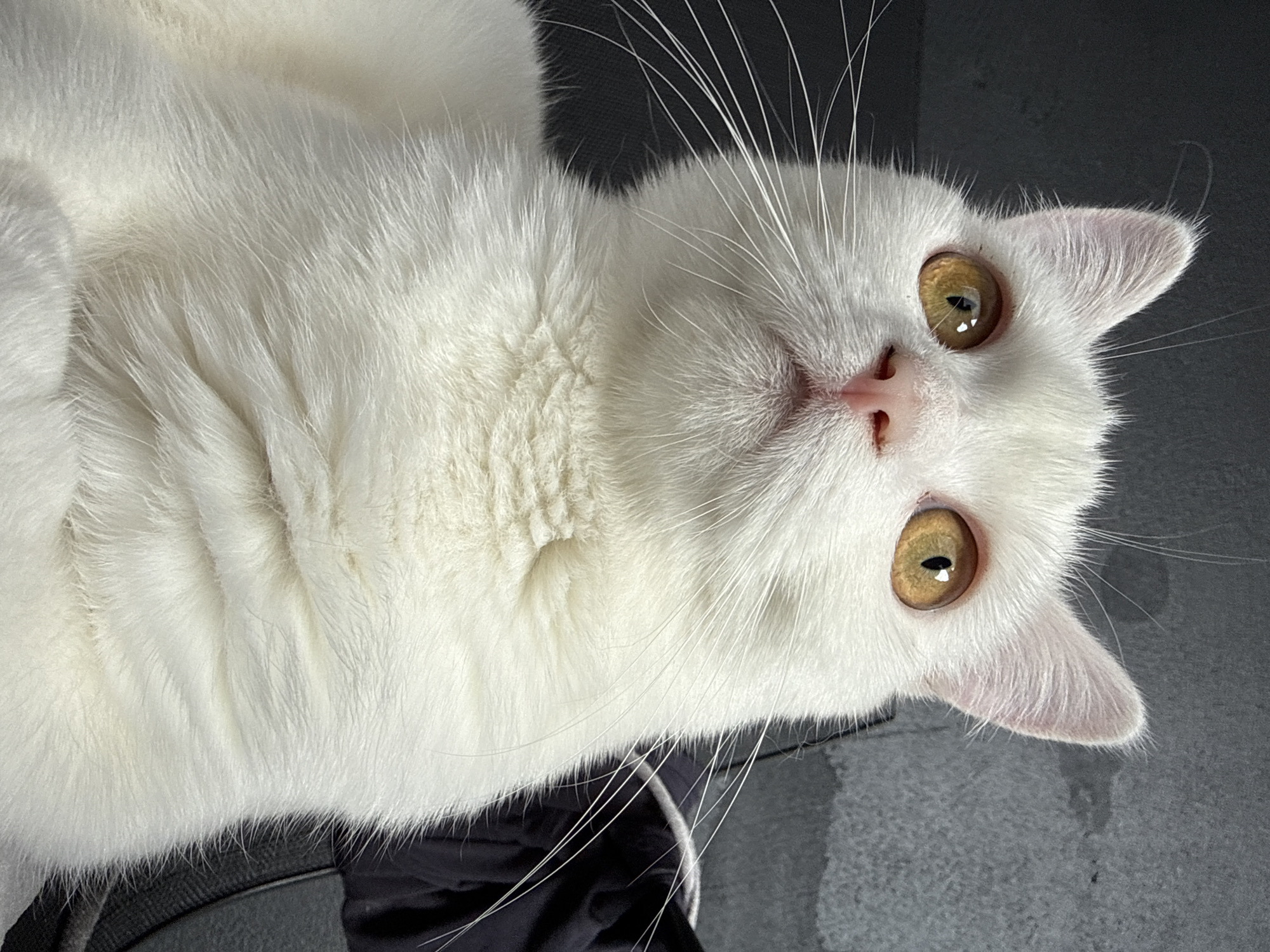 This is a close-up, high-angle, portrait-oriented photograph of a white cat. The cat's face is the primary subject, with its fur being a pure white color, and its eyes are a striking yellow-green with black pupils. Its pink nose and mouth are visible, as are its prominent white whiskers. The cat's ears are pointed and also covered in white fur. The background is dark and appears to be a textured surface, possibly a piece of furniture or fabric. The lighting is focused on the cat, creating a slight shadow on its fur. The cat's expression appears calm and curious. There is no visible text in the image.