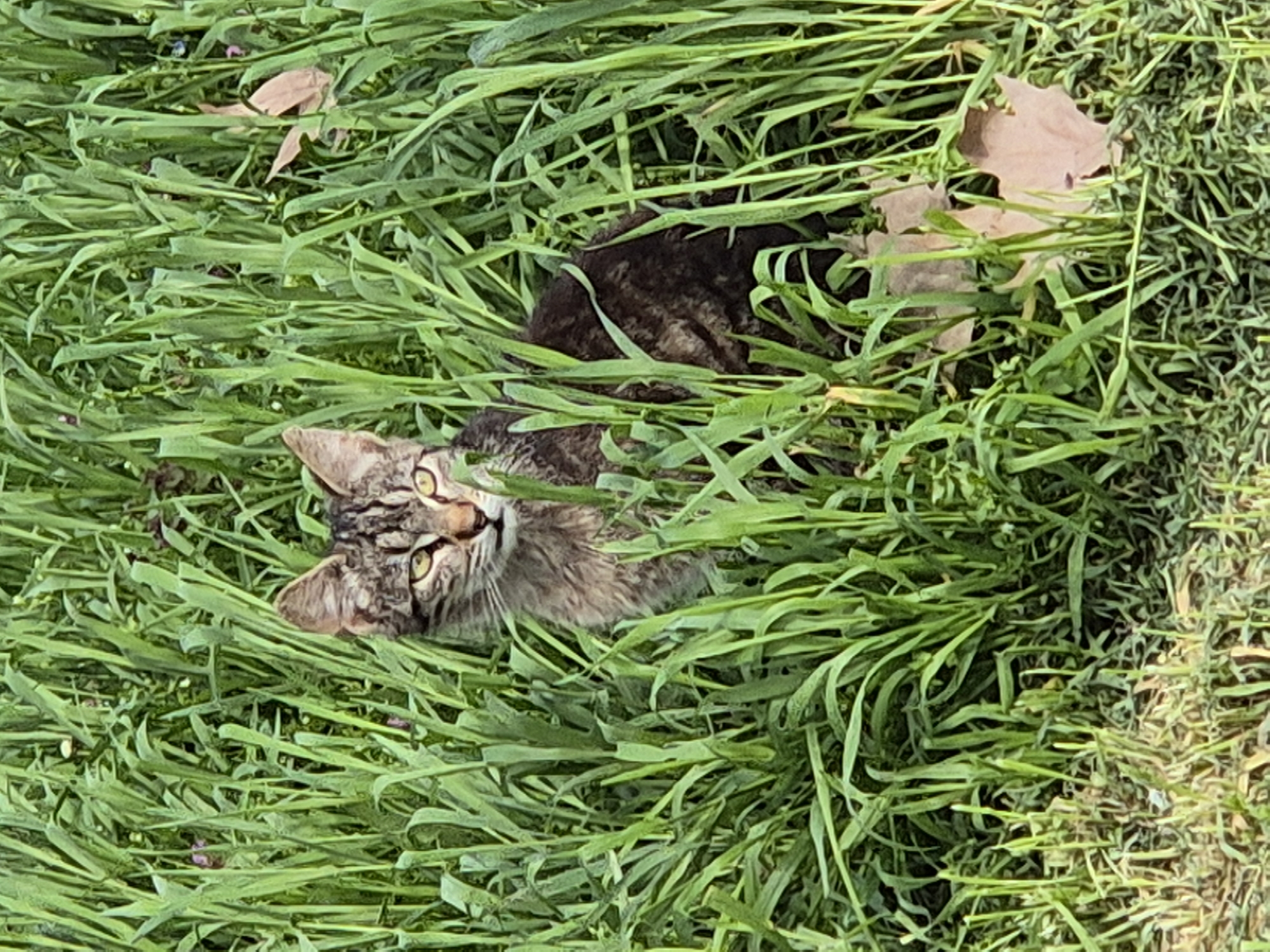 A brown tabby cat is partially obscured by tall green grass. Two brown leaves are also visible within the grass. The location is Pavlikeni, Bulgaria.