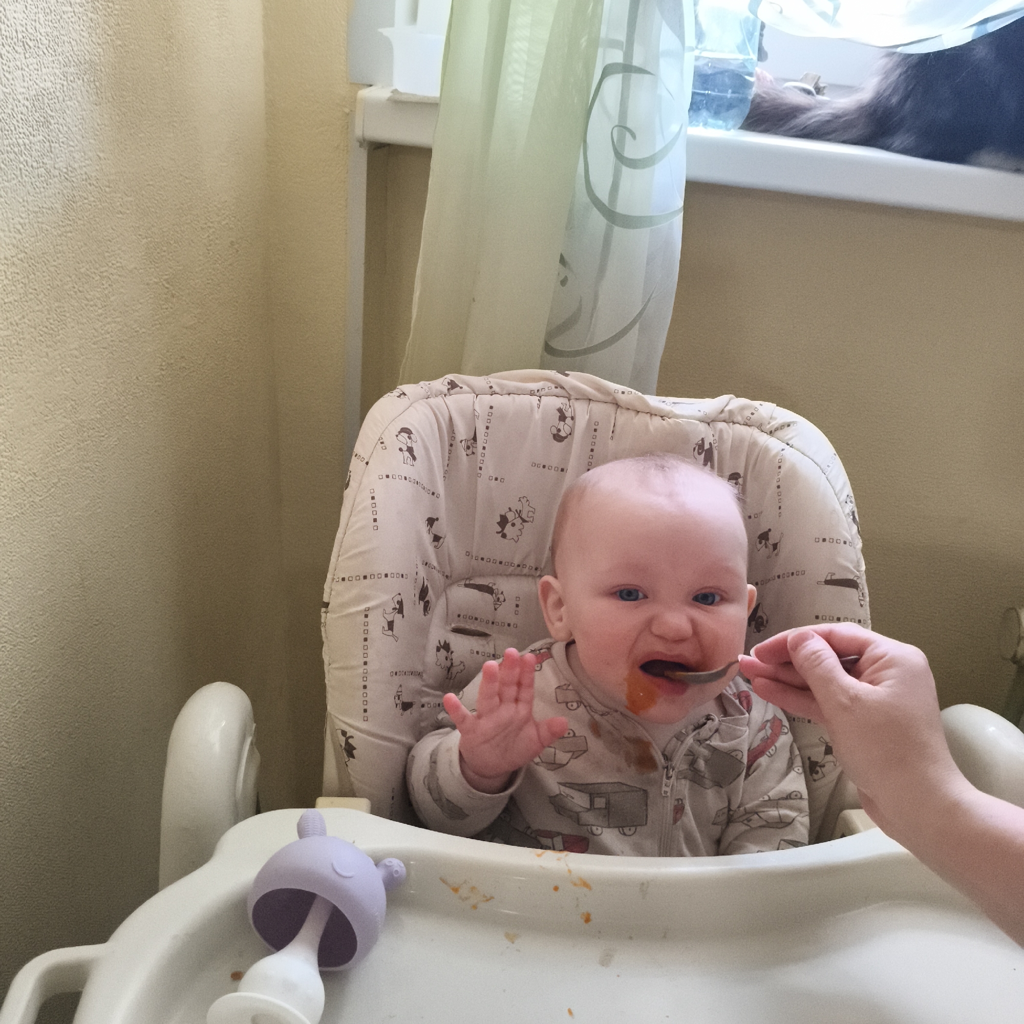 A baby in a high chair is being fed with a spoon. The baby appears to be resisting or reacting negatively to the food. The high chair has a white tray with spilled food and a purple and white baby teether toy. A hand holding the spoon is visible on the right side of the image. In the background is a beige wall and a window with sheer green curtains. A blue water bottle and the tail of a cat are visible on the windowsill. The location is Chaikovsky, Russia.