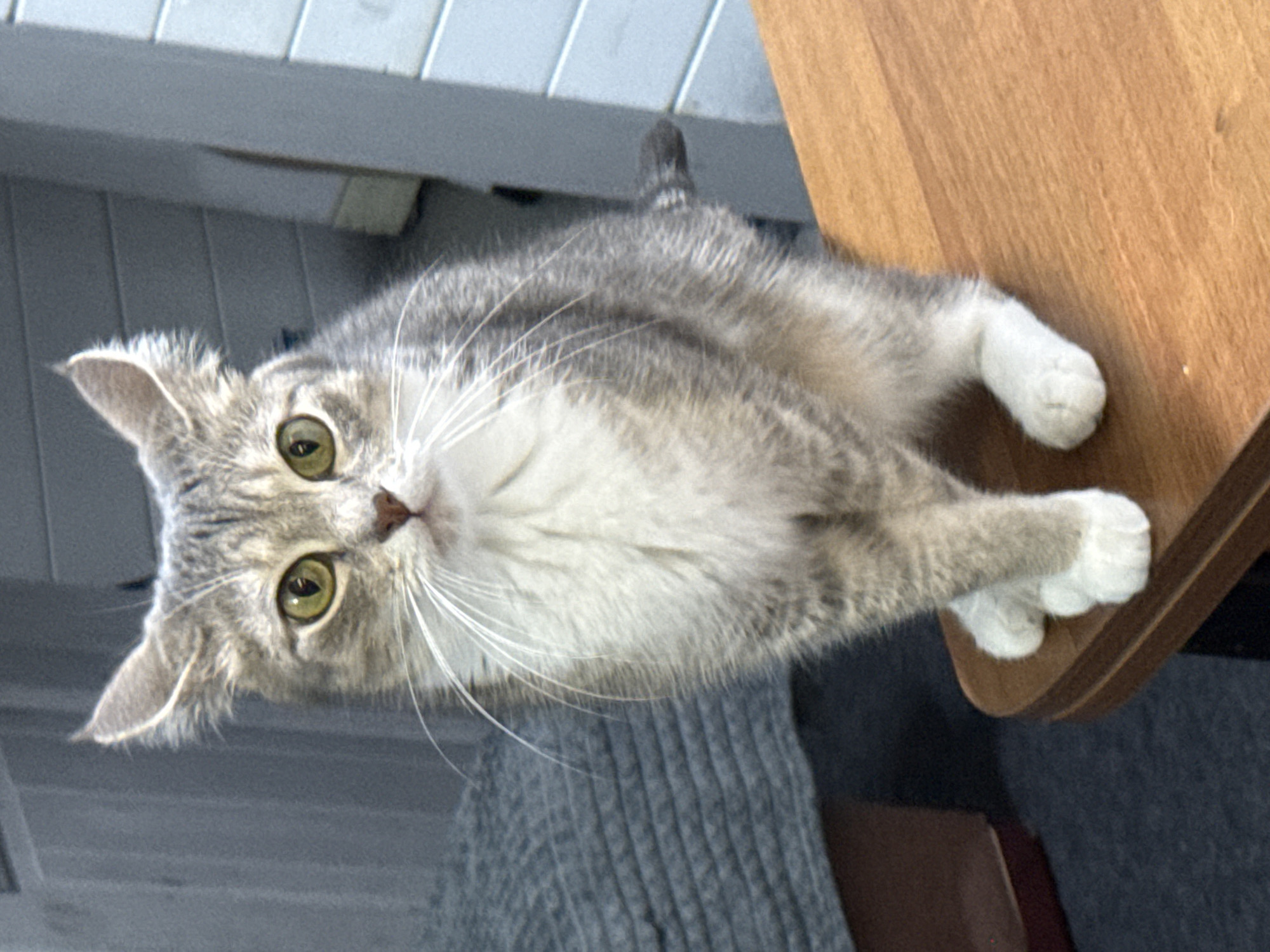 A grey tabby cat with green eyes and white paws sits on a wooden table. The cat is facing the camera and appears to be looking at something. The background is blurred, but it appears to be an outdoor setting with some furniture. The image was taken in Sirius, Russia.