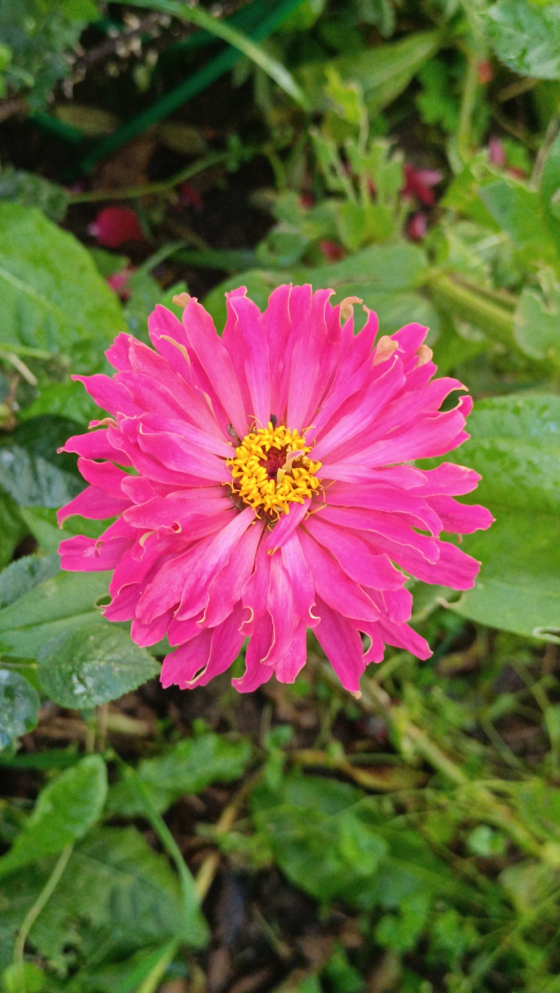 A single, vibrant pink zinnia flower is in full bloom, its ruffled petals fanning out around a bright yellow center. The flower is positioned centrally in the frame, with lush green foliage providing a blurred backdrop. There are no people or specific landmarks visible in the image, making it impossible to determine its location within Karsha, Russia. The scene appears to be an outdoor garden setting, likely during daylight hours, given the illumination of the flower. The focus is entirely on the intricate details of the zinnia and its immediate green surroundings.