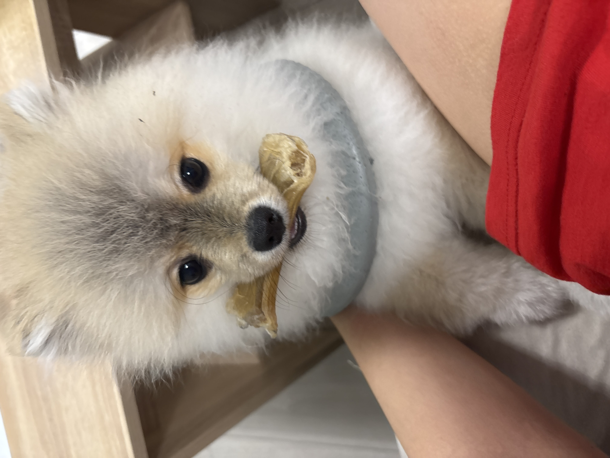 A medium shot depicts a light beige Pomeranian dog wearing a blue inflatable neck brace, holding a light brown dog treat in its mouth. The dog is positioned between a wooden surface and a person wearing a red garment. The precise location in Plovdiv, Bulgaria cannot be determined from the image.