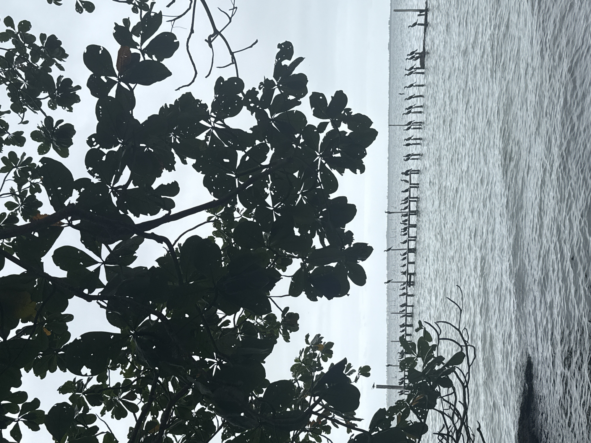 The image depicts a serene view of the ocean at São Pedro da Aldeia, Brazil. In the foreground, silhouetted tree branches with dark green leaves frame the scene. The middle ground features the calm ocean waters, reflecting the overcast sky. A wooden pier or jetty extends into the water, lined with numerous birds, likely cormorants, perched on wooden posts. The birds are silhouetted against the water and sky. The background shows a distant shoreline with some structures visible. The overall atmosphere is tranquil and natural.