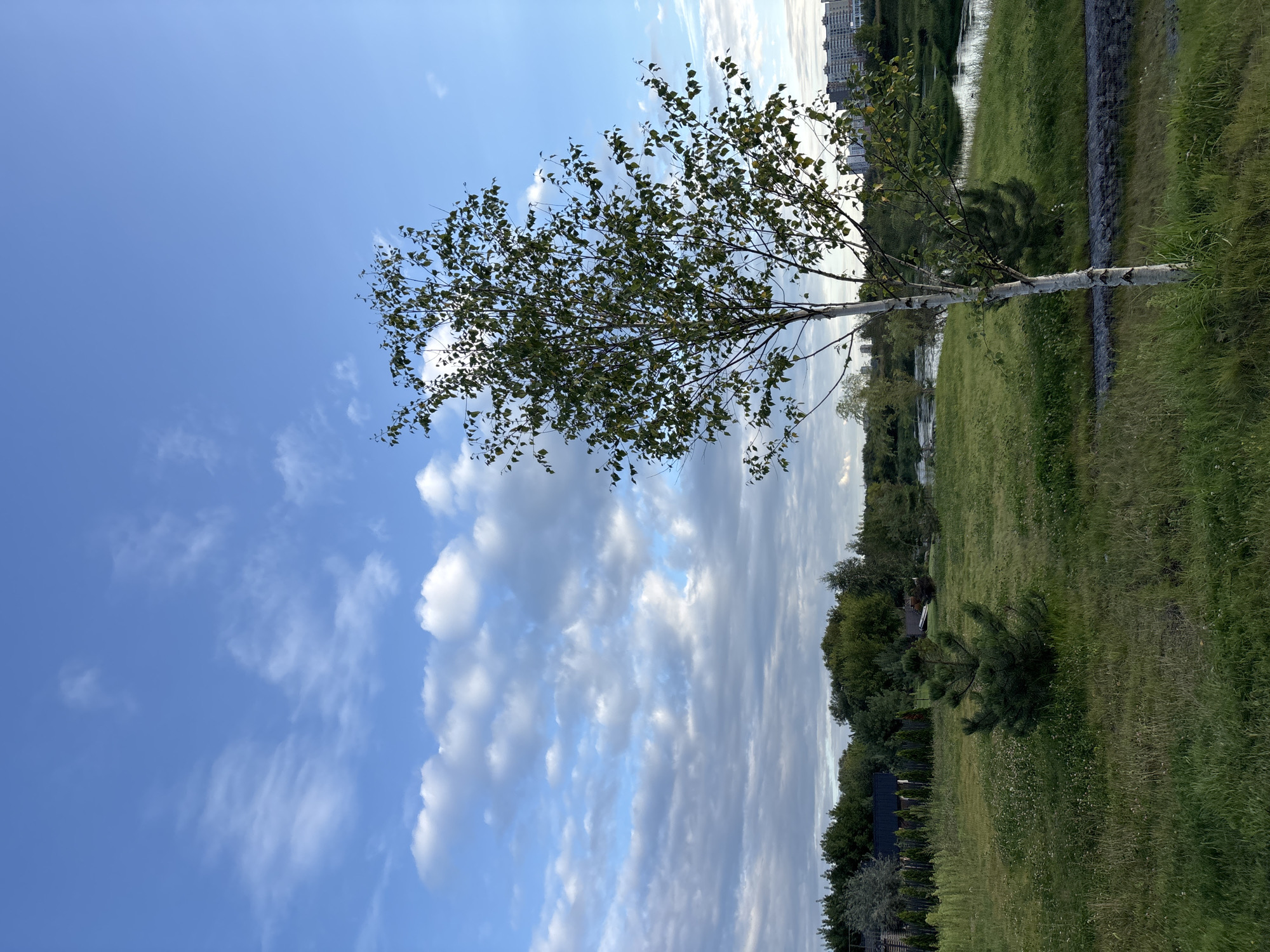 The image captures a natural landscape in Zvenigorod, Russia, under a partly cloudy sky. In the foreground, a slender birch tree with white bark and green leaves stands prominently. To its left, a small pine tree is visible on a grassy hill. The middle ground features a lush green lawn dotted with small white flowers, leading towards a winding body of water. A line of dense trees forms the background, with buildings of varying heights visible in the distance on the right side. The overall scene depicts a tranquil outdoor environment.