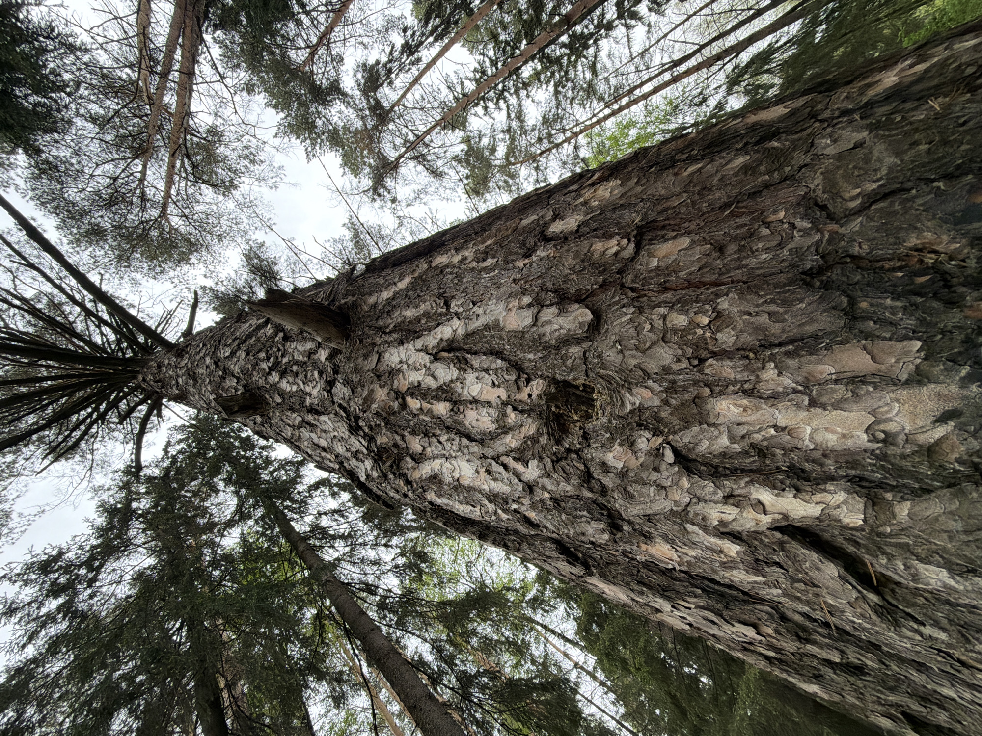 A low-angle shot looking upwards at a large, mature tree trunk in a forest environment. The bark of the tree is thick and textured, with a rough, scaled appearance in shades of brown and gray. The tree dominates the frame, stretching upwards from the bottom edge. Surrounding the main tree are other trees with thinner trunks and branches, some with visible needles. The sky is visible through the gaps in the tree canopy, appearing overcast with a pale, gray hue. The photograph creates a sense of looking up into the depth of a forest. The location is Chaikovsky, Russia.