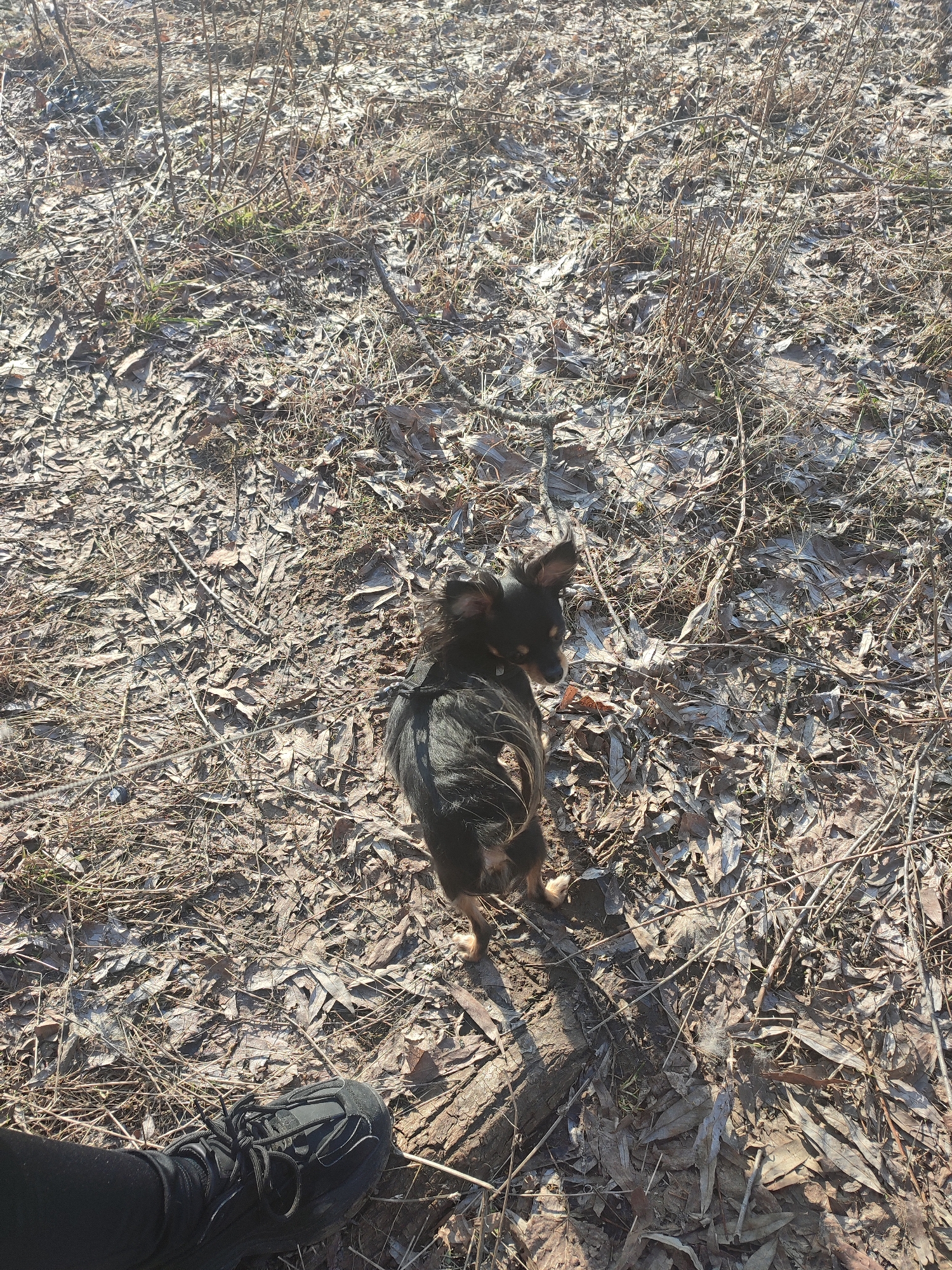 The image depicts a small black and tan dog standing on a bed of dry leaves and twigs. The environment appears to be a natural area, possibly a park or wooded area. A person's foot in a black athletic shoe is visible in the lower left corner of the frame. The dog is facing away from the camera. The location is unknown.