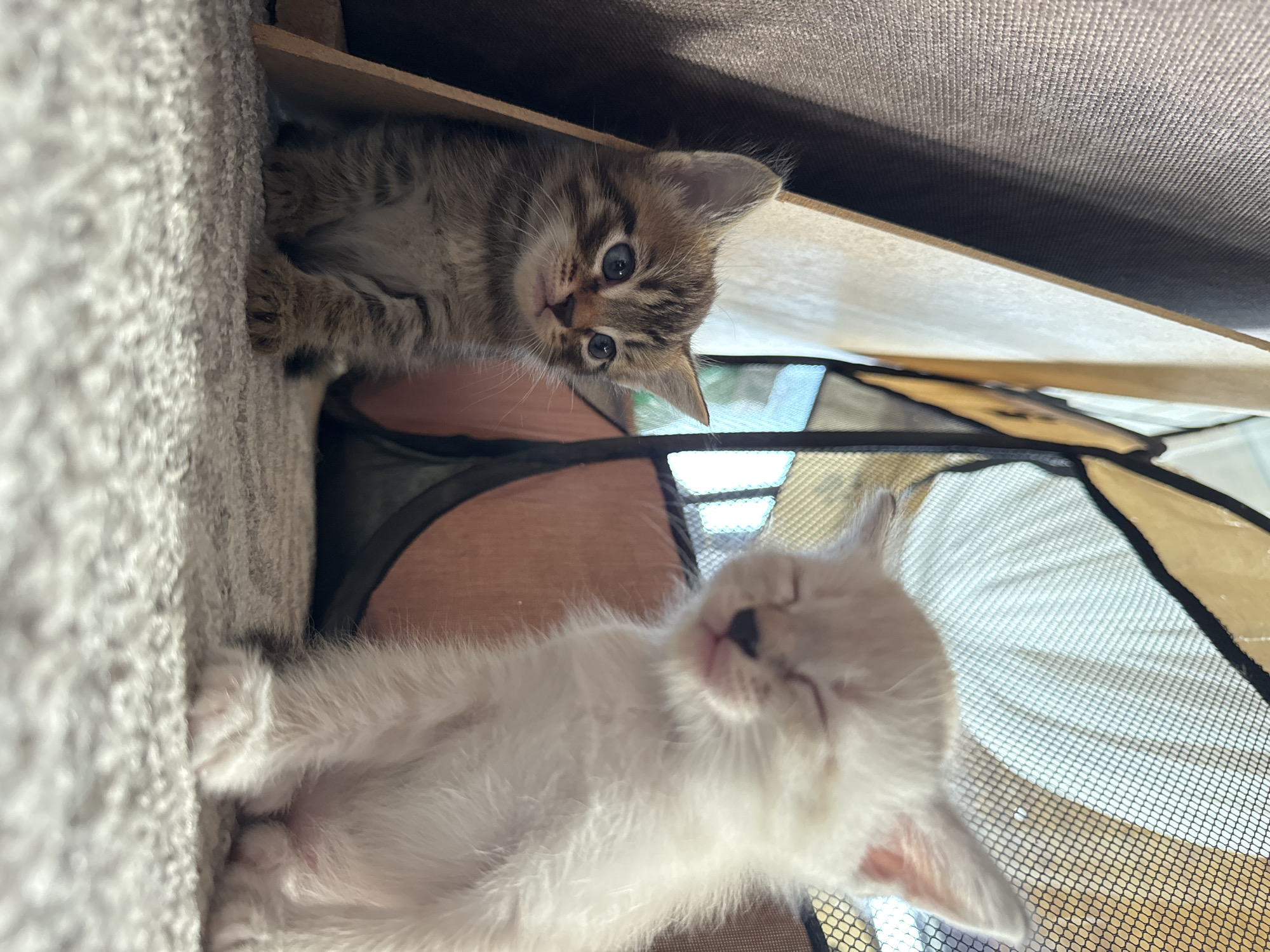 Two kittens are the subjects of this media file. One kitten is a tabby with blue eyes and is looking directly at the camera. The other kitten, a pale cream color, is sleeping with its eyes closed and its tongue slightly out. They are in a pet playpen with a mesh floor and sides, which is likely indoors given the lighting. The playpen is positioned on top of a piece of furniture, possibly a shelf or bed, that has a soft, textured surface. The overall mood is peaceful and heartwarming, capturing a moment of playful curiosity and deep sleep. There is no visible text in the image.