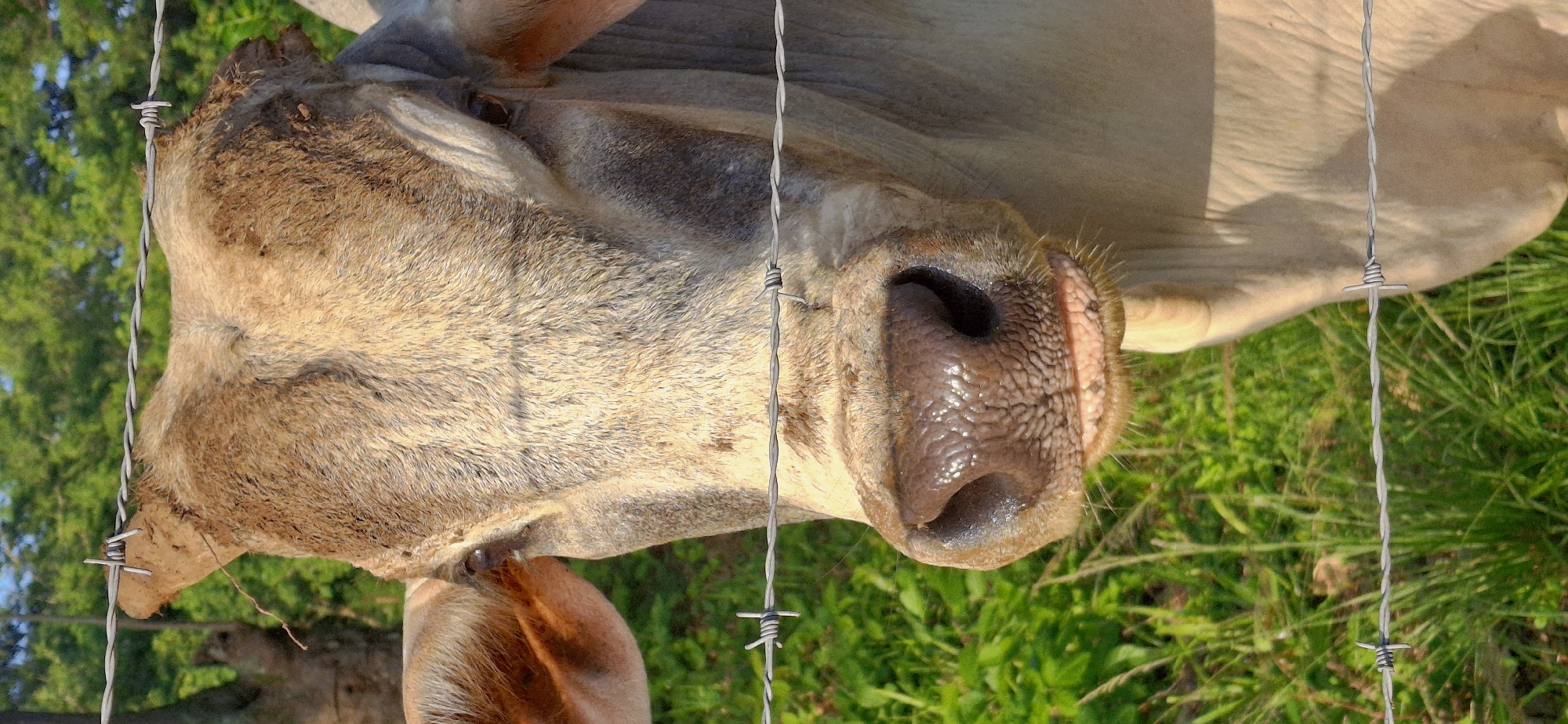 A close-up, vertical shot captures a light brown cow behind a barbed wire fence. The cow's head is the central focus, with its large, wet nose prominently displayed. Two strands of barbed wire run horizontally across the frame, obscuring parts of the cow. The cow's fur appears slightly matted and dusty, particularly on its forehead, where a small piece of straw is tangled in the wire. Its ears are visible, one on either side of its head. The background consists of blurred green grass and trees, suggesting an outdoor, rural setting. The lighting indicates it is daytime, possibly late afternoon due to the warm tones. This image was taken in the city of Vallecito, Venezuela.