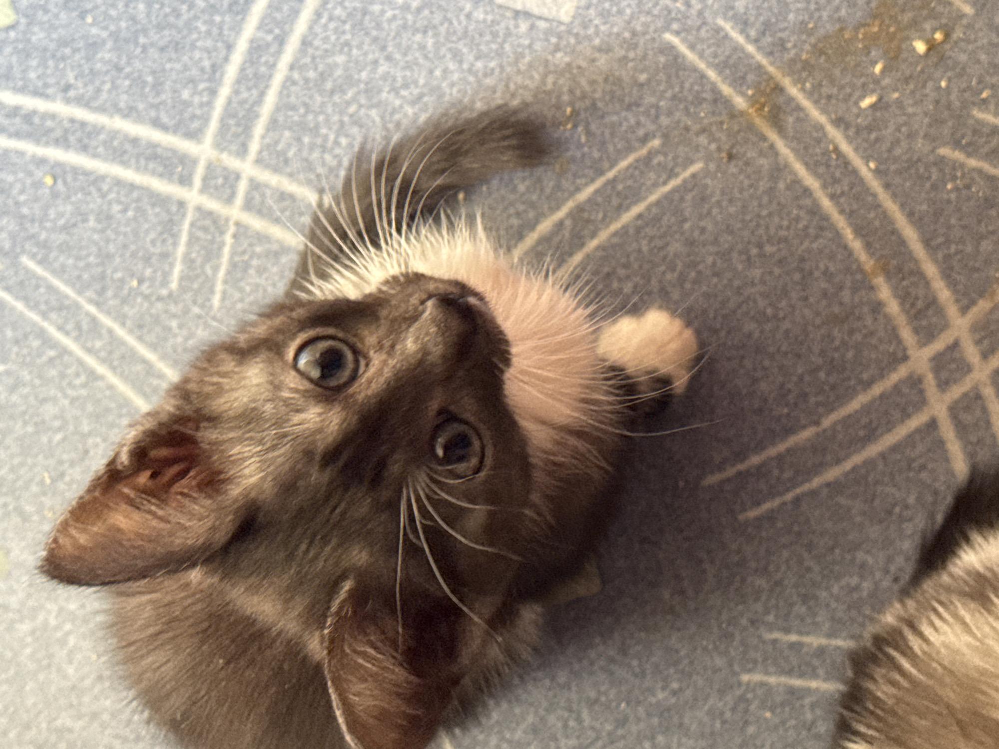 A close-up, high-angle shot captures a dark-furred kitten with light-colored markings on its chest and paws, looking upwards. The kitten has large, dark eyes and prominent white whiskers. It is positioned on a textured, light blue surface with a subtle white grid pattern and some small, scattered debris. The background is out of focus. The location of this image, Zaokskiy, Russia, is a town in Tula Oblast.