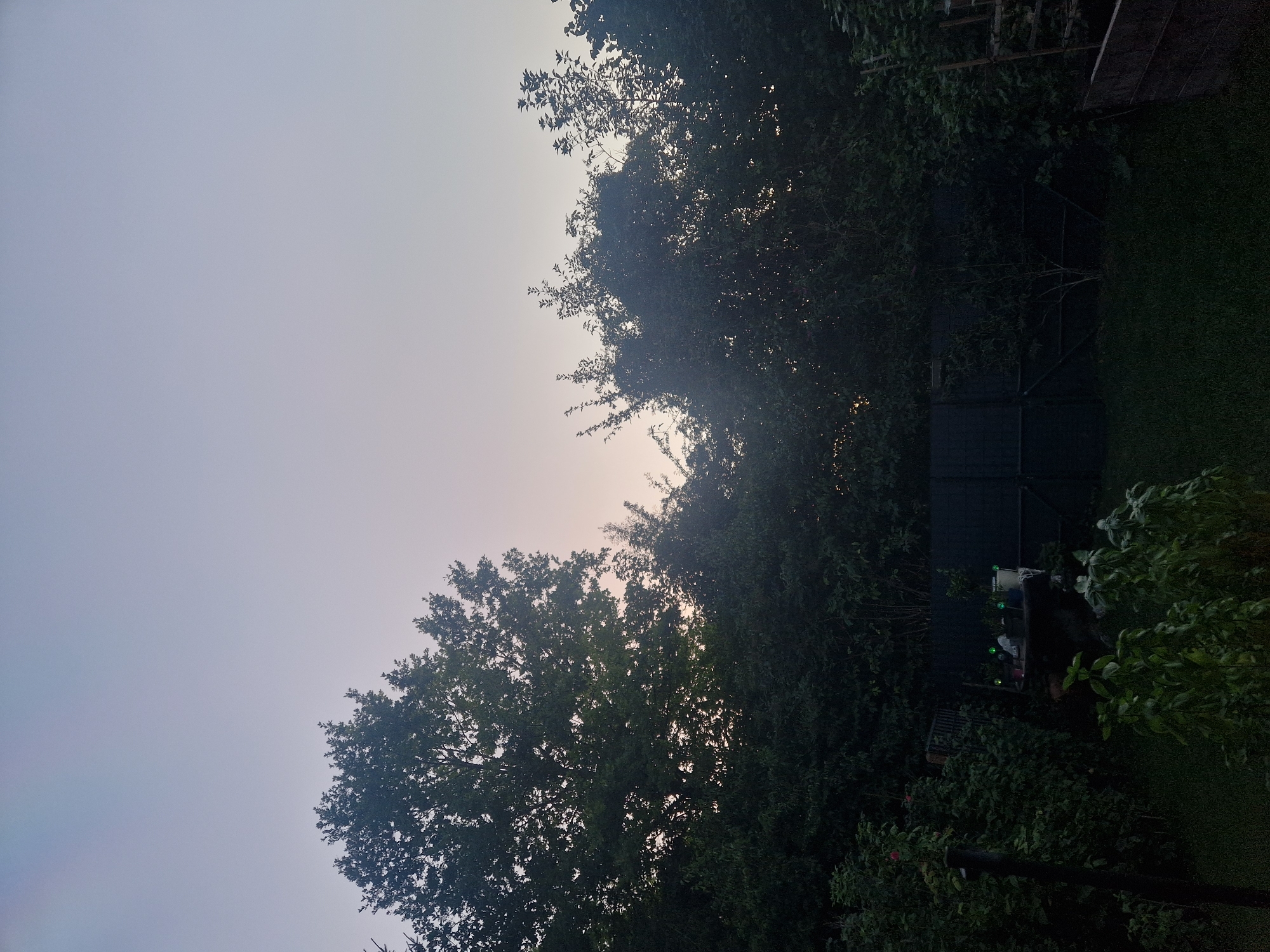 A backyard scene is captured at dusk in Ingolstadt, Germany. A large tree with dark green leaves dominates the left side of the frame, silhouetted against a pale purple sky. To the right, a dense line of trees and foliage forms a natural barrier, with some branches extending upwards. In the mid-ground, a dark-colored fence encloses a section of the yard, with a table placed against it. On the table, several items are visible, including green bottles, a white pot, and other indistinct objects. The foreground consists of a dark green lawn with several plants in the lower right corner, appearing to be basil. The overall lighting suggests the transition from daylight to evening.