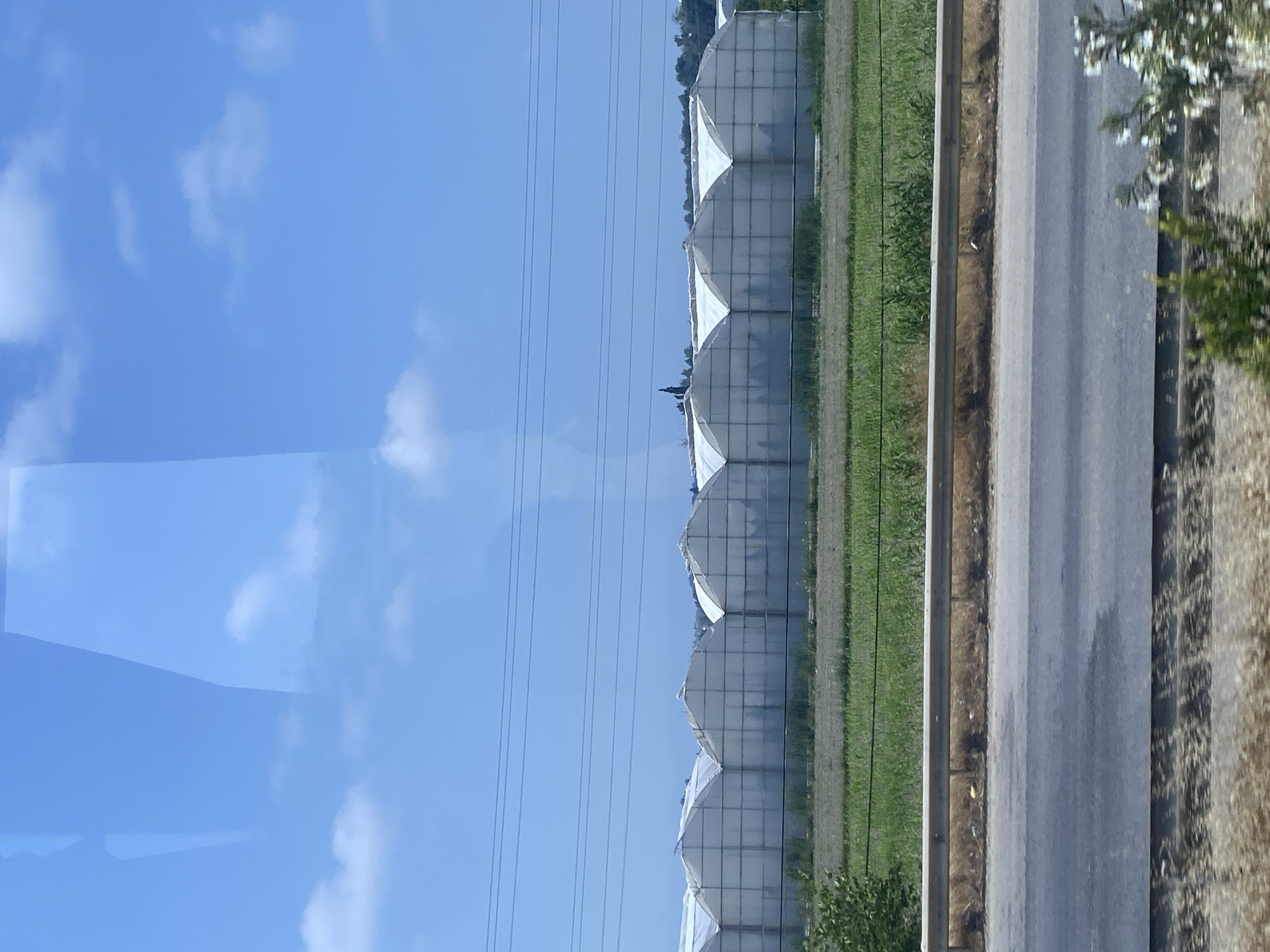 The image shows a row of white greenhouses under a clear blue sky with scattered clouds, located in Serik, Turkey. Power lines run horizontally across the sky above the greenhouses. In front of the greenhouses, there is a field of green crops bordered by a metal guardrail. A paved road runs in the foreground, with dry, grassy vegetation along its edge. The greenhouses appear to be constructed of translucent material, possibly plastic or polycarbonate, stretched over a frame. The overall scene suggests an agricultural area, likely focused on greenhouse cultivation.
