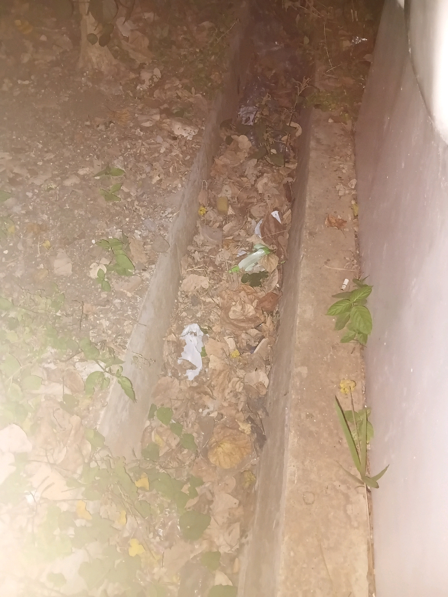 A nighttime, high-angle shot shows a concrete drainage channel filled with leaf litter and debris. On the left side of the channel, a patch of green plants grows amidst the leaves. On the right side, a cigarette butt rests on the edge of the channel next to a cluster of green plants. The channel is adjacent to a light-colored vertical surface, possibly a wall. The environment appears to be outdoors, in a dimly lit urban setting. The location is Cikal, Indonesia.