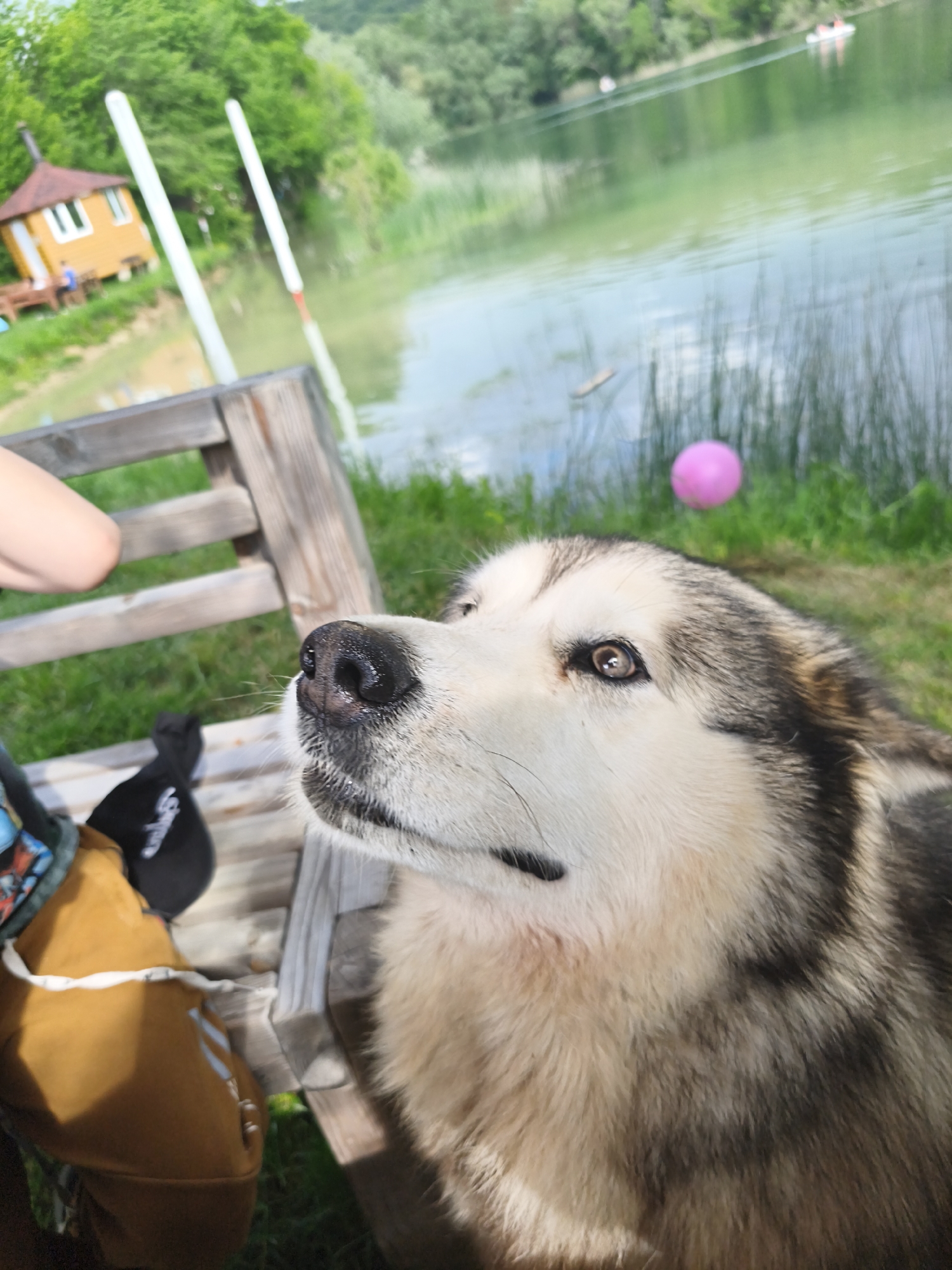A medium-close shot captures a husky-like dog with thick fur, a dark nose, and brown eyes looking upward. The dog is situated on a wooden bench, and a human arm is visible on the left side of the frame, along with a brown bag and a black baseball cap. In the background, there is a body of water with a small boathouse on the left and a pink ball in the grassy area behind the dog. A boat is also visible on the water. The location is Терновский округ, Ukraine.