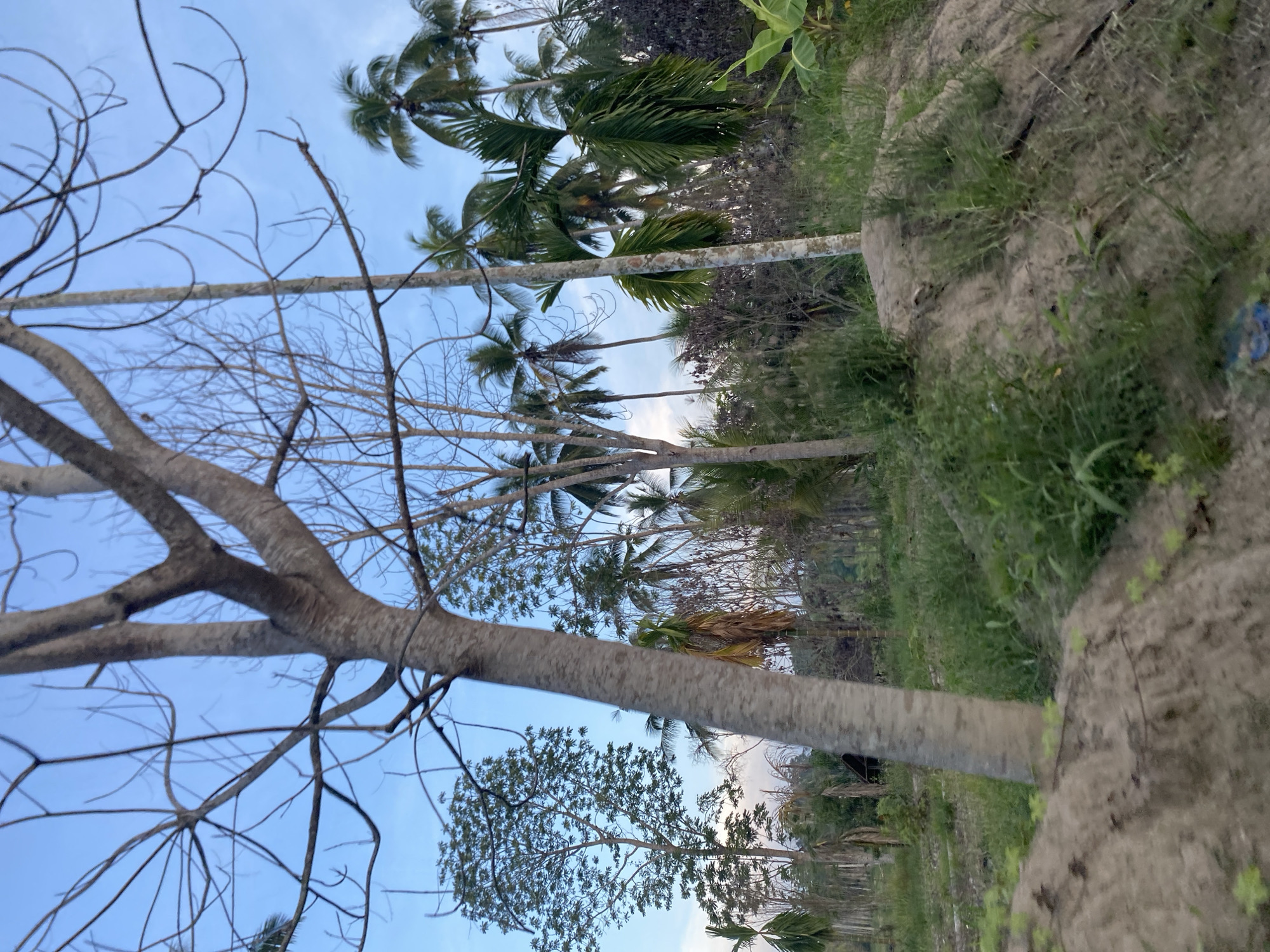 The image depicts a landscape in Kruengbeukah, Indonesia, featuring a mix of vegetation. In the foreground, a large, leafless tree with multiple branches stretches towards the sky. Behind it, a row of palm trees extends into the distance. The ground is covered with grass and some patches of bare soil. The sky above is light blue with some clouds.