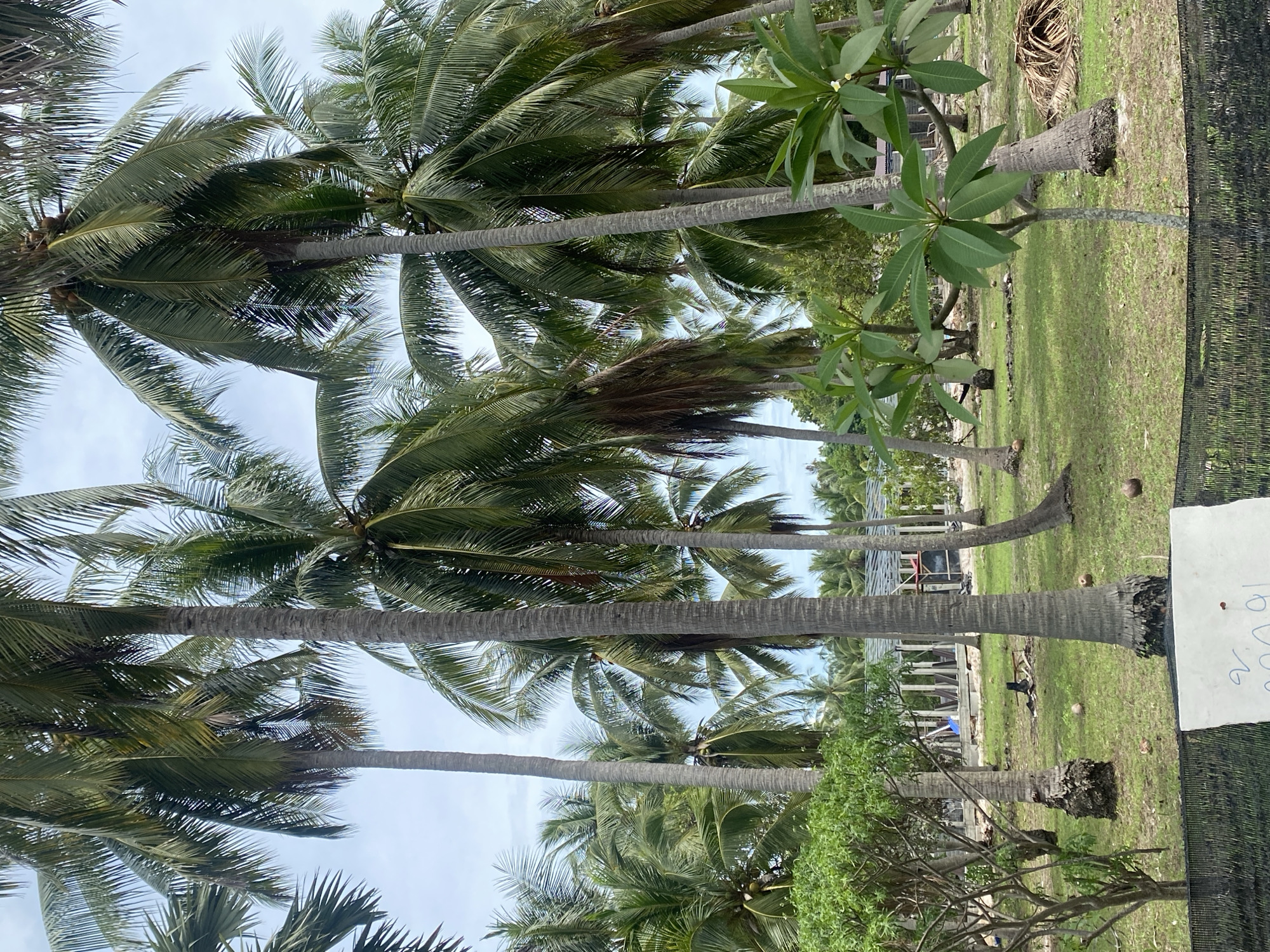 The image shows a view of a tropical environment, likely a beachside or coastal area in Moo 1, Thailand. Multiple tall coconut palm trees with long, gray trunks and green fronds dominate the scene, extending upwards towards a light blue sky. The ground is covered in green grass and other lush vegetation, including plumeria trees. The trees are planted in a row and appear to be on the edge of a developed area with construction. The scene is likely outdoors and bathed in natural daylight. A partially visible sign on the edge of the frame has indiscernible text written on it.