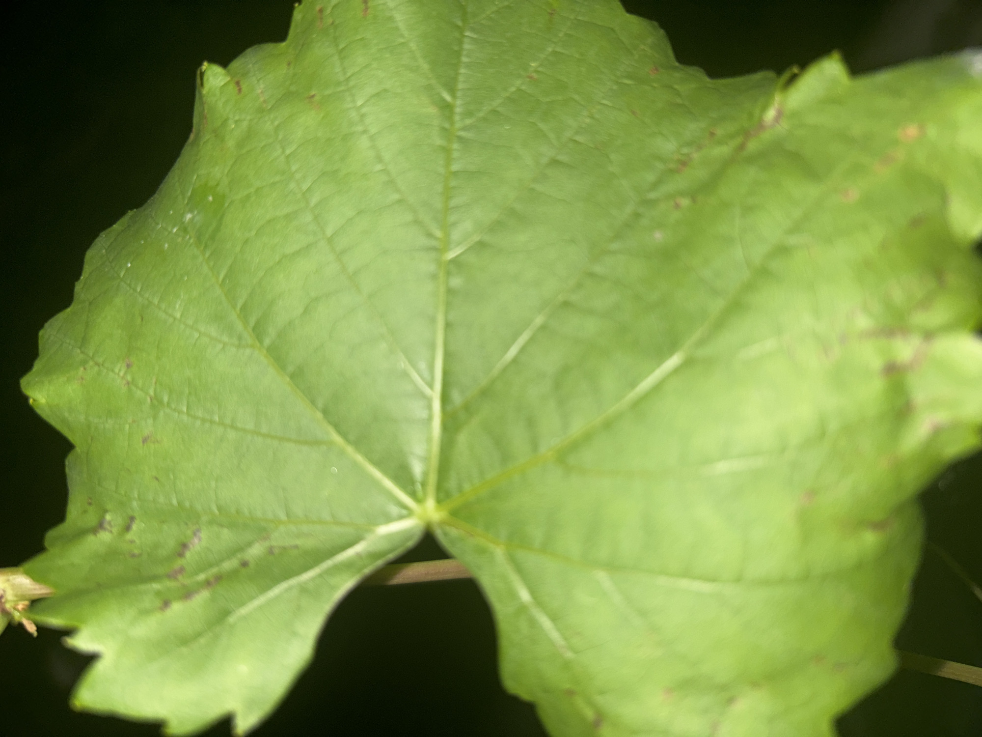 A close-up, shallow depth of field, macro photograph captures a vibrantly green, veined leaf against a dark, out-of-focus background. The leaf exhibits a wavy, serrated edge and displays several small, reddish-brown spots scattered across its surface, possibly indicating an early stage of decay or a disease. A thin, vertical stem or vine is visible on the left side, partially obscuring the leaf. The lighting highlights the texture and prominent veins of the leaf, creating a dramatic, almost abstract composition. The overall impression is one of natural detail and organic imperfection. There are no people or identifiable landmarks visible.