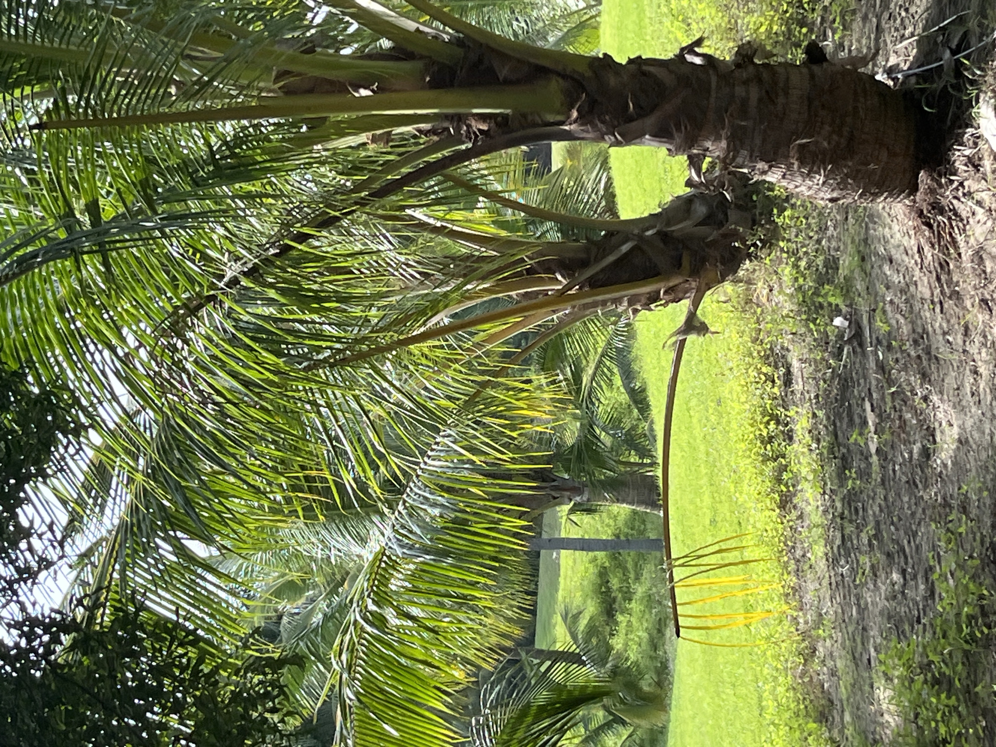 The image depicts a tropical scene dominated by lush green palm trees and vibrant green grass, likely in Phu Thuy Ward, Vietnam, given the context. In the foreground, the rough, brown bark of a palm tree trunk is prominently visible, with its exposed roots spreading across the sandy, leaf-strewn ground. To the left, a younger palm tree is situated, its trunk thinner and lighter in color than the mature one. A curved branch from another palm extends into the frame, from which several bright yellow palm fronds hang, creating a striking visual contrast against the verdant background. The background is characterized by a rolling expanse of meticulously maintained green grass, interspersed with more palm trees and dappled sunlight filtering through their leaves. The overall atmosphere is one of natural beauty and tranquility, indicative of a tropical or subtropical environment. There are no people or animals visible in the image.