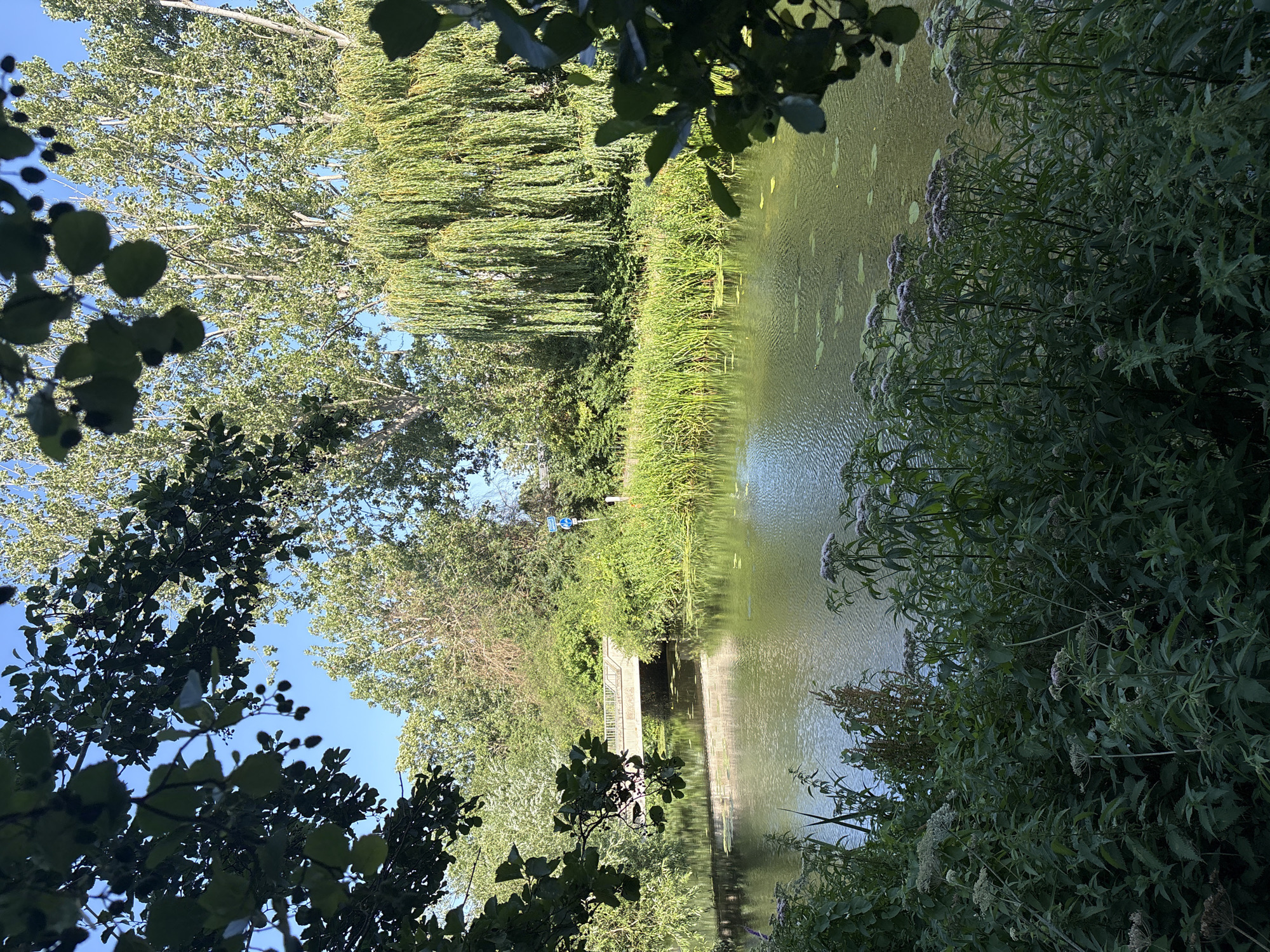 The image depicts a tranquil waterside scene bathed in the soft glow of daylight, likely morning or late afternoon given the gentle light. A calm body of water, possibly a pond or slow-moving river, occupies the right side of the frame, its surface rippled by a light breeze and dotted with scattered lily pads. Lush green foliage lines the banks, with tall reeds and grasses creating a natural barrier between the water and the dense trees beyond. On the left, a large tree with drooping branches, characteristic of a willow, creates a weeping effect as its fronds almost touch the water.
Further into the scene, a small concrete bridge or walkway is visible, spanning a section of the water. A solitary blue sign, potentially indicating a path or a regulation, is mounted on a post near the bridge. The surrounding vegetation is abundant and varied, with broad-leafed trees framing the upper left and dense bushes and wildflowers dominating the foreground on the right. The overall mood is one of serenity and natural beauty. The image appears to be taken outdoors in a natural setting, possibly a park or a nature reserve, under clear skies. There is no visible text of significance beyond the small blue sign.