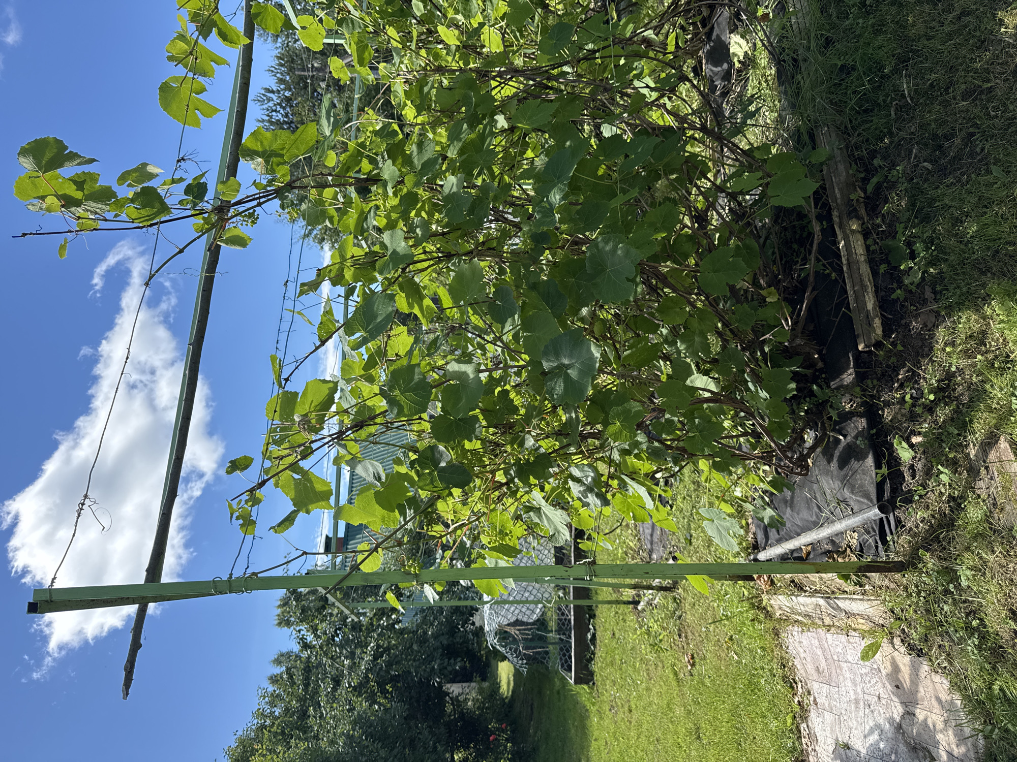 A vertical, medium shot captures a dense, leafy grape vine against a bright blue sky with scattered white clouds. The vine is supported by a tall, weathered green metal frame, constructed from square tubing, with horizontal bars and wires providing additional support. The foreground shows patchy green grass, some brown soil, and a section of light-colored, textured pavement on the left. In the middle ground, to the left of the vine, is a green metal frame surrounding a garden structure covered in white plastic sheeting and wire mesh. Beyond that, more green trees and the roof of a building are visible. The scene appears to be in a rural or suburban outdoor setting, likely a garden in Krasnoe (Uleiminskoe S/P), Russia.
