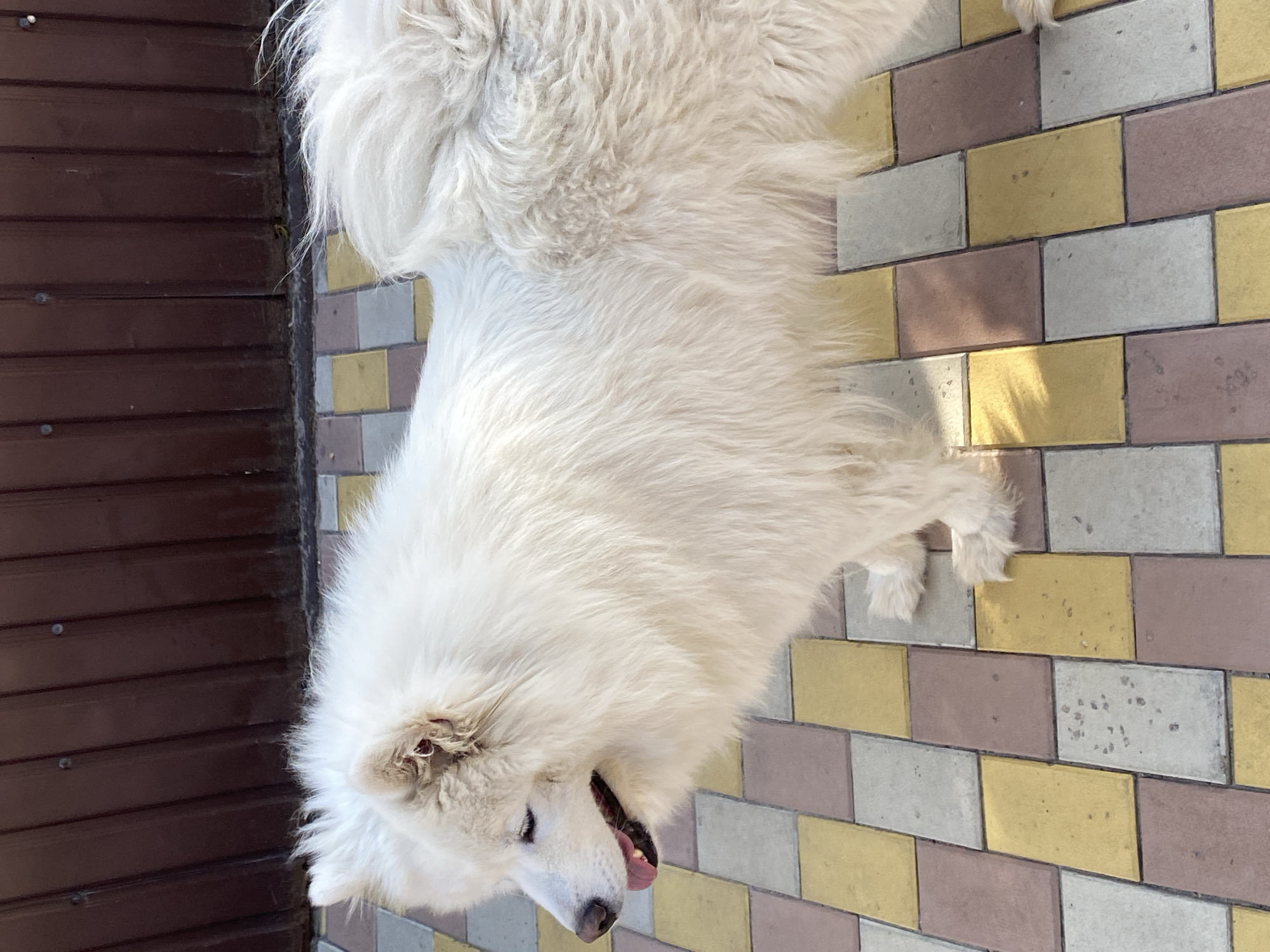 A white Samoyed dog is lying down on a patterned paved surface. The dog's fur is thick and fluffy, and its mouth is open, with its tongue visible. The paved surface is made up of rectangular bricks in varying shades of yellow, grey, and pink. To the left of the dog, there is a brown wooden fence with horizontal planks. The image is taken from a top-down perspective. The lighting suggests it is daytime, and the scene appears to be outdoors. The dog's posture and open mouth could indicate it is panting or resting. There is no visible text in the image.