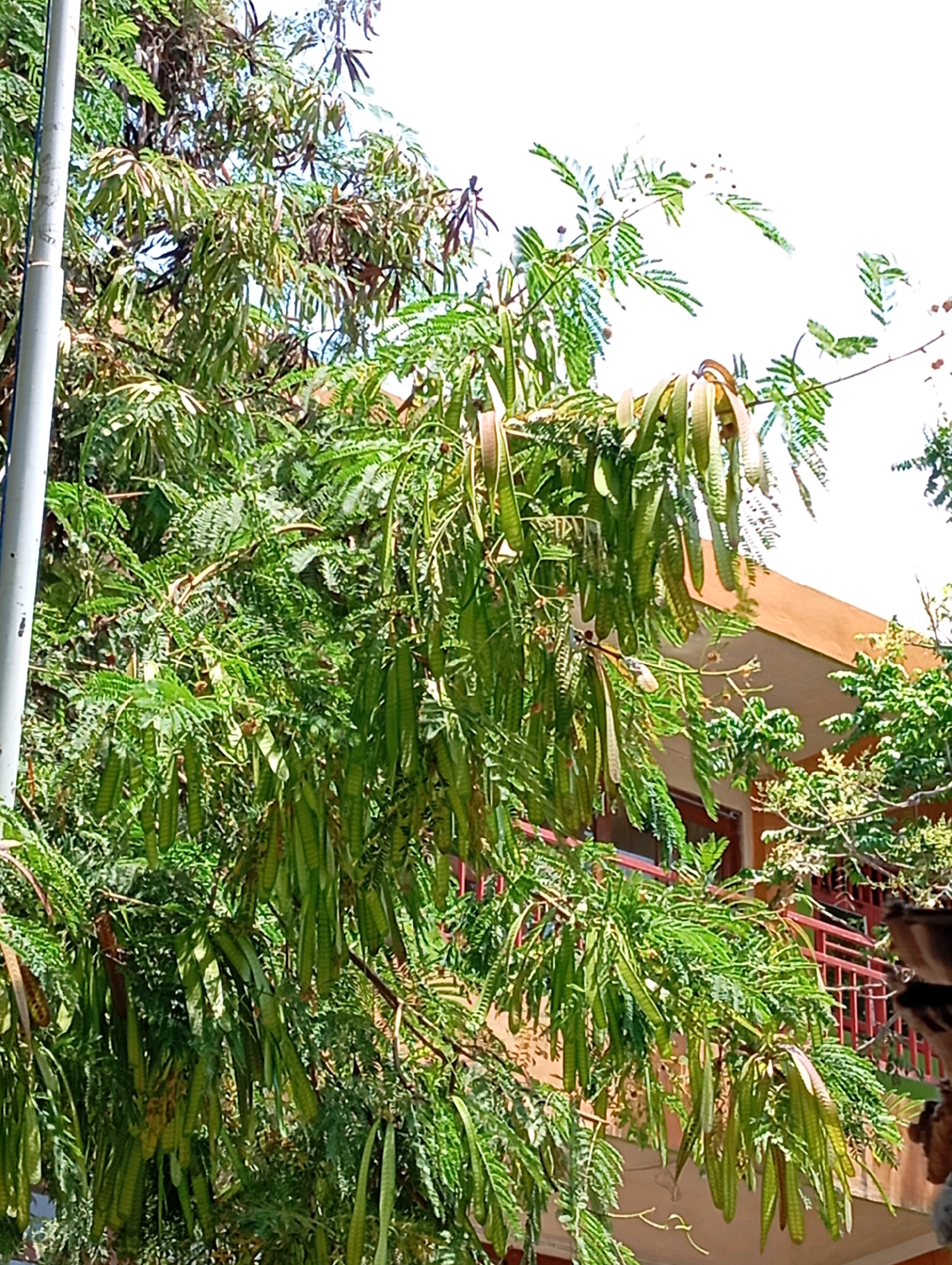 The image shows a close-up view of a tree with numerous long, green seed pods hanging from its branches. The leaves of the tree are feathery and green. In the background, a portion of a building with an orange-brown facade and a red railing is visible. The scene appears to be outdoors, possibly in a residential or urban area, given the presence of the building. The sky is visible in the upper right corner, appearing bright and possibly overcast or washed out by sunlight. A light pole is visible on the left side of the image. The overall impression is of a lush, green tree laden with fruit, set against a backdrop of human-made structures. The image was taken in Lumajang, Indonesia.