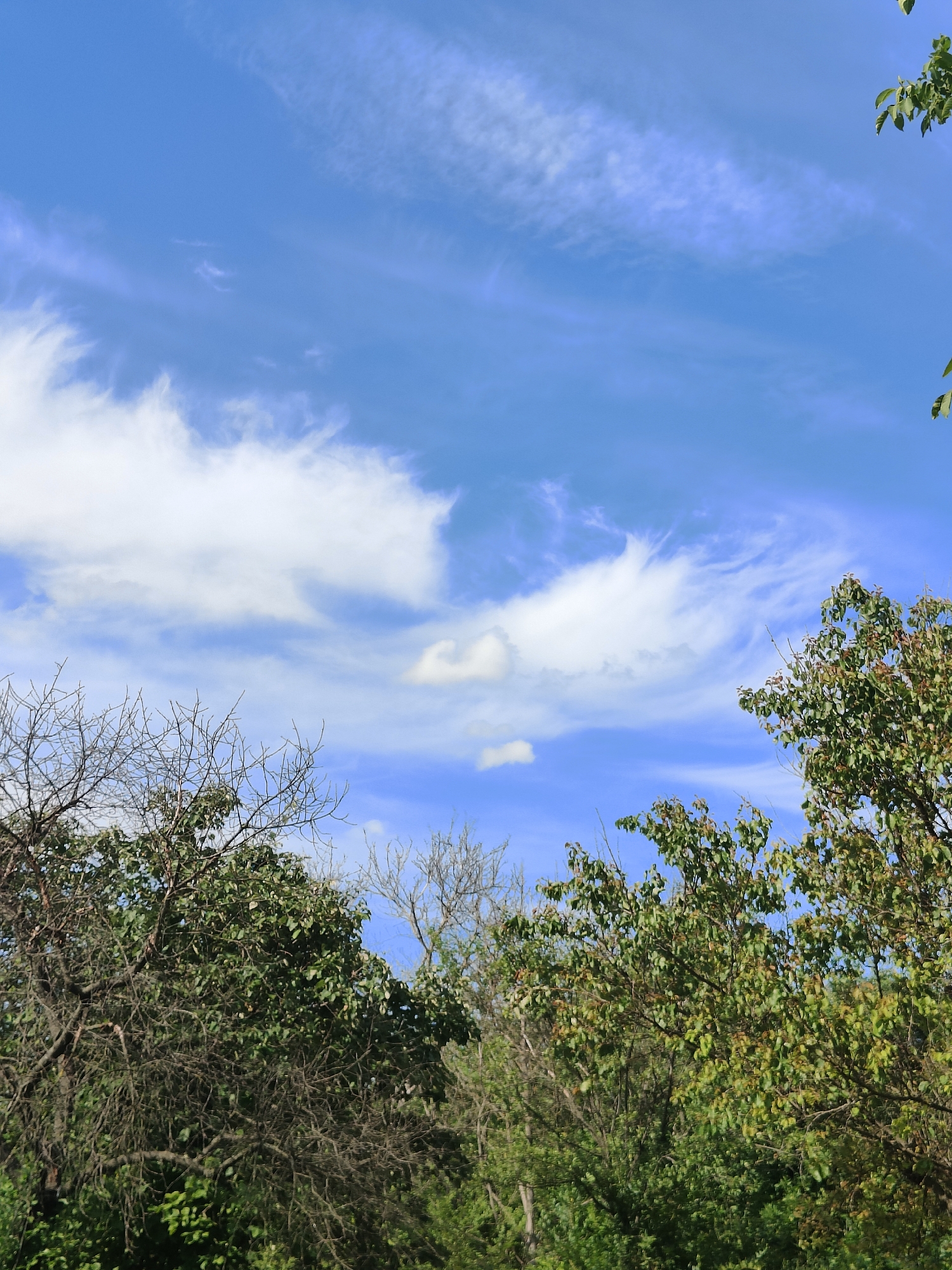 The image depicts a vibrant blue sky with wispy white clouds and a natural landscape of trees. On the left side, a barren tree with intricate branches stands prominently, contrasting with the lush green foliage of neighboring trees. The right side is dominated by trees with dense green leaves, some showing hints of autumn colors. The lower portion of the image is filled with various shades of green vegetation. The scene is a depiction of nature, likely in an outdoor setting, and there are no people or man-made structures visible. The image does not provide any information that would allow for localization in Kryvyi Rih, Ukraine.