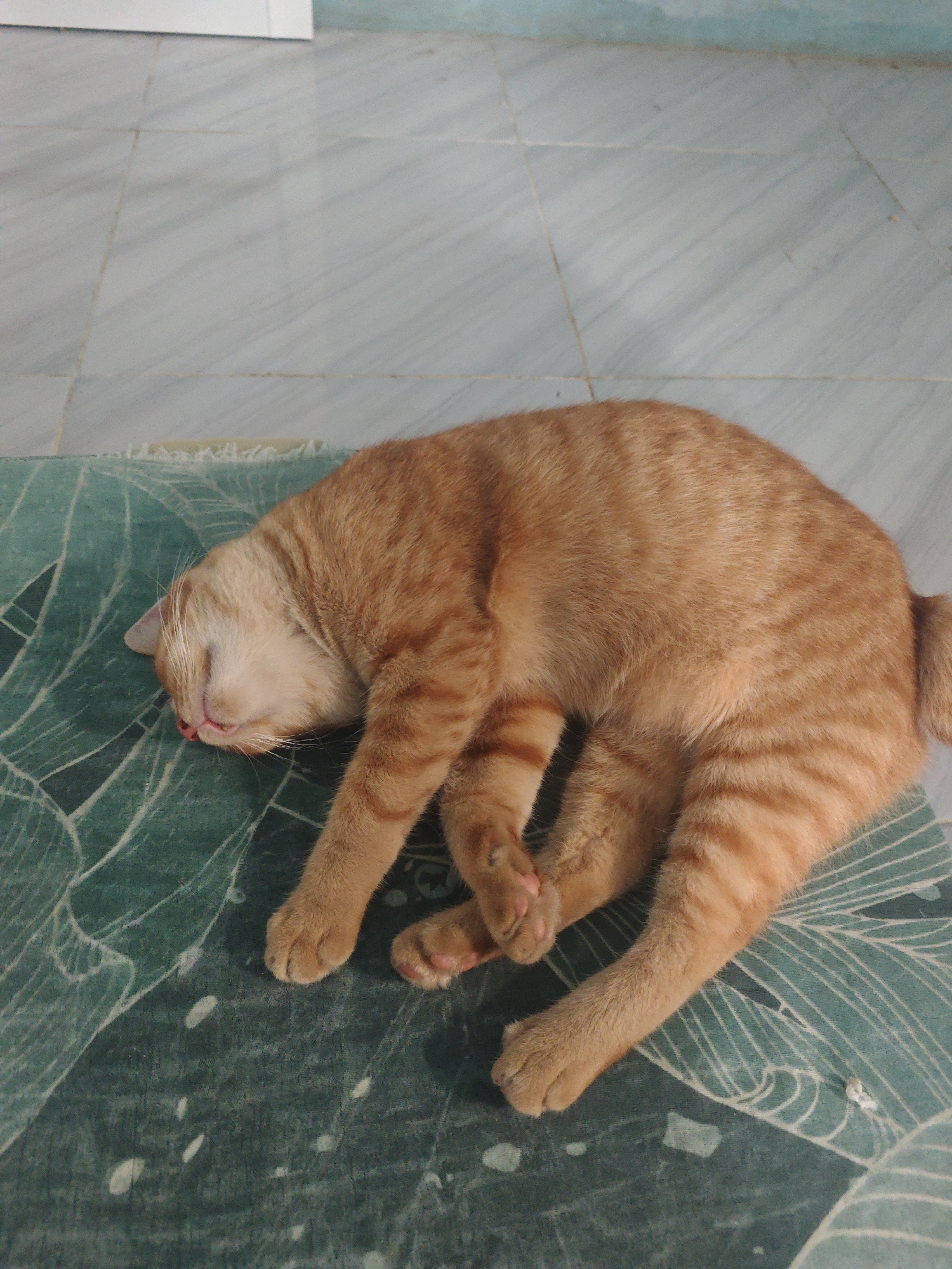 An orange tabby cat is sleeping soundly on a teal-colored mat with a white leafy pattern. The cat is curled up on its side, with its head tucked in and its eyes closed. Its fur is a warm orange with distinct darker stripes. The mat is placed on a light-colored tiled floor. The overall scene suggests a peaceful moment of rest in a domestic setting. There are no people or other animals visible in the image. The lighting appears to be natural and soft, indicating it could be daytime. The location is described as Sarongan, Indonesia, suggesting a potentially warm climate conducive to napping.