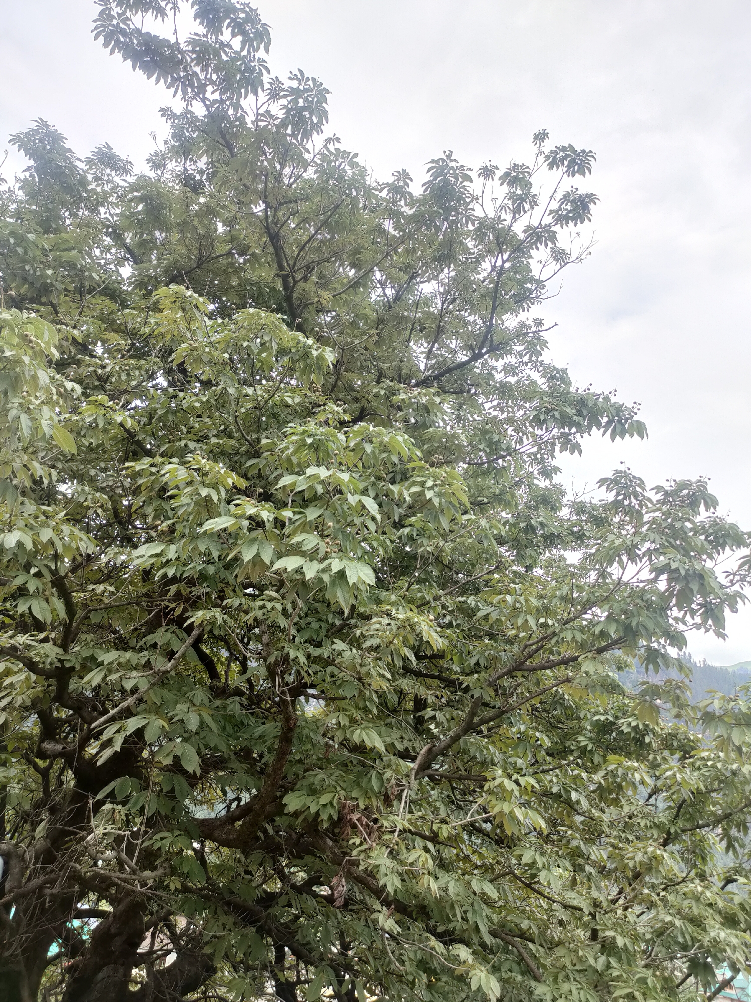 The image shows a dense canopy of a tree with lush green leaves. The branches are thick and interwoven, creating a textured pattern against the bright, overcast sky. Some small, dark fruits are visible amidst the leaves, particularly on the right side of the image. In the background, out of focus, there are hints of distant hills and possibly some buildings. The overall impression is of a vibrant, mature tree in a natural setting, likely in or near the city of Burwa, India, given the context. There are no people or discernable actions in the frame. The focus is entirely on the foliage and structure of the tree.