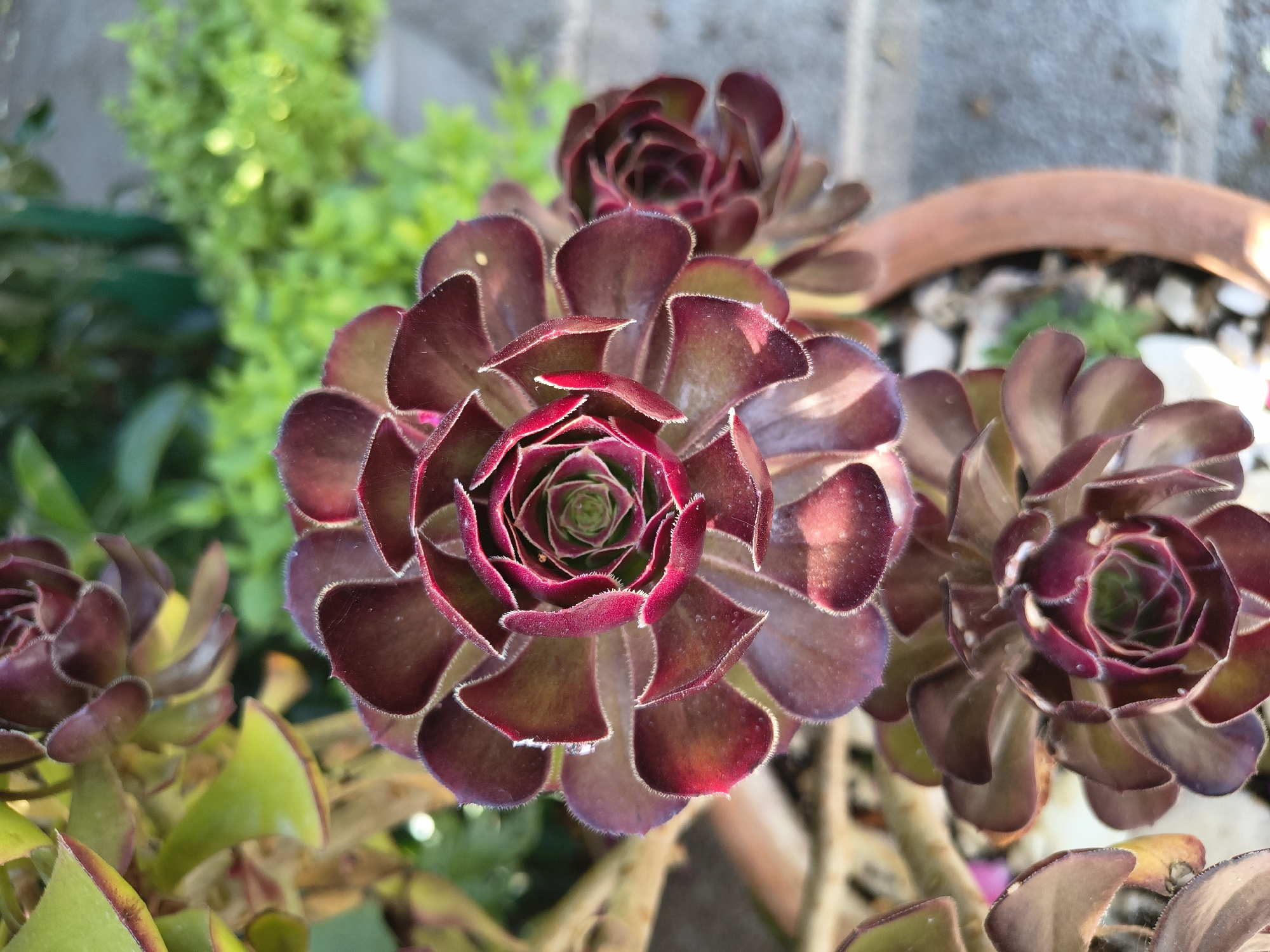 A close-up, overhead shot features a cluster of dark red succulents with tightly packed, petal-like leaves arranged in a spiral pattern. The central succulent is in sharp focus, revealing intricate layers and a vibrant green center. Lighter green leaves and stems from other succulents are visible in the background, along with a blurred green bush and a portion of a terracotta pot. The lighting suggests an outdoor setting. This image was captured in Limenaria, Greece.