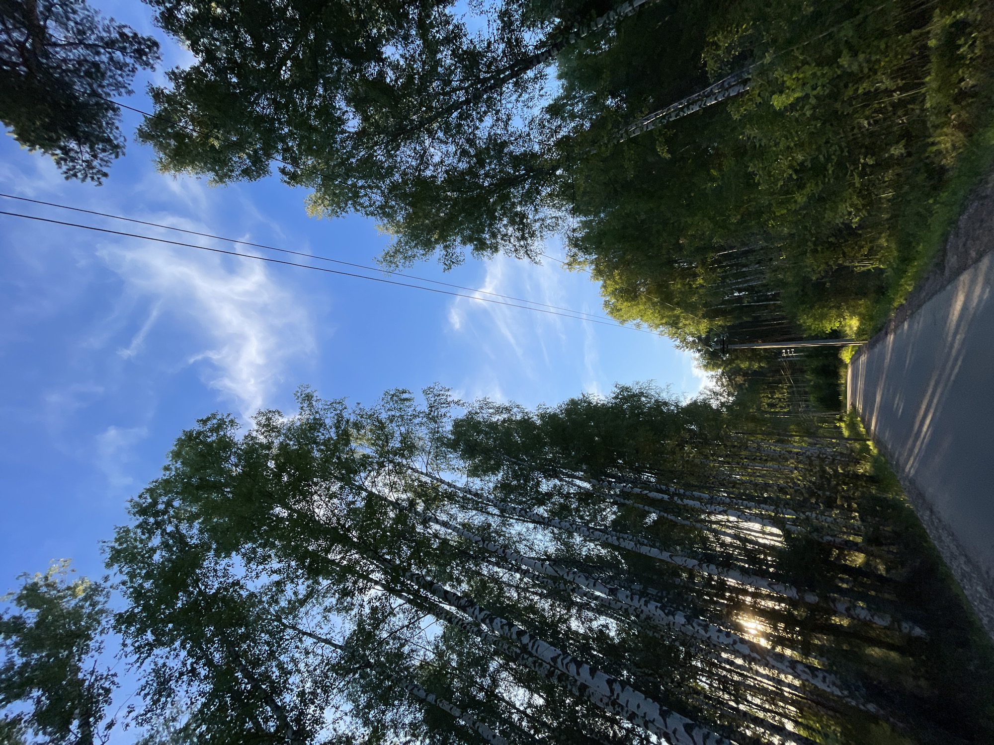 The image depicts a road lined with tall, slender birch trees, their white bark with black markings visible against the lush green foliage. The road curves gently to the right, disappearing into a dense forest. Overhead, thin electrical wires stretch across the bright blue sky, which is partially adorned with wispy white clouds. The sun is low in the sky, casting long shadows from the trees onto the road, suggesting it is either early morning or late afternoon. The scene appears to be a rural or semi-rural area, potentially on the outskirts of the city of Заречный, Russia, given the characteristic birch trees common to the region. There are no people or animals visible in the frame. The environment is natural and serene, with the road providing a man-made element that cuts through the woodland.