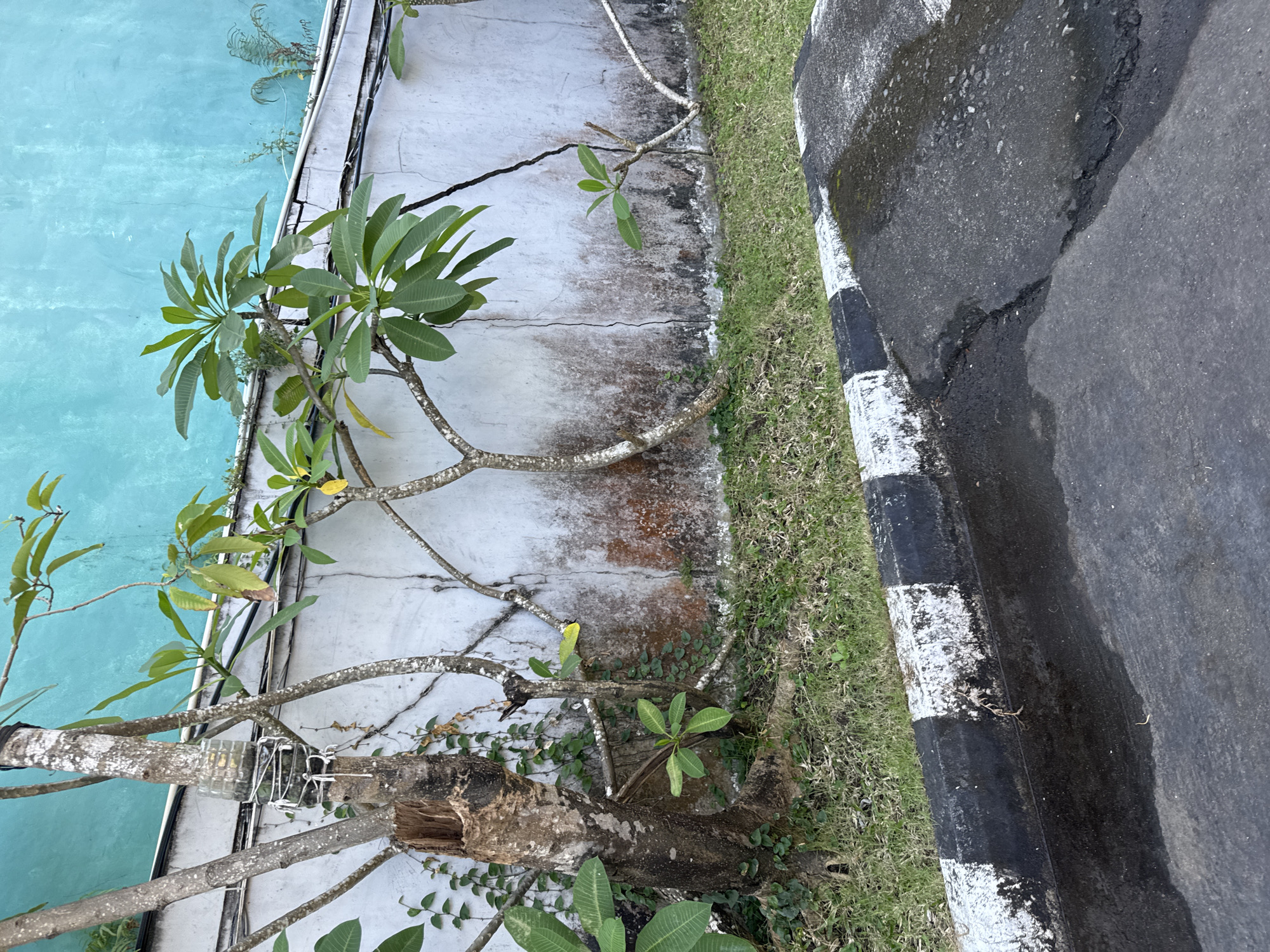 The image depicts an outdoor scene, likely in Kuta Selatan, Indonesia, featuring a weathered concrete wall with a turquoise-painted upper section. In the foreground, a cracked asphalt surface with a black and white striped curb is visible. A patch of green grass borders the curb. A tree with a thick, damaged trunk and several branches with green leaves stands to the left of the wall. The trunk appears to have a section removed and a plastic bottle wrapped around it with string. Other smaller trees and green foliage grow around the base of the main tree and along the wall. The overall impression is one of an urban or semi-urban environment, possibly a garden or public space, showing signs of age and maintenance. There are no people or animals present in the image.