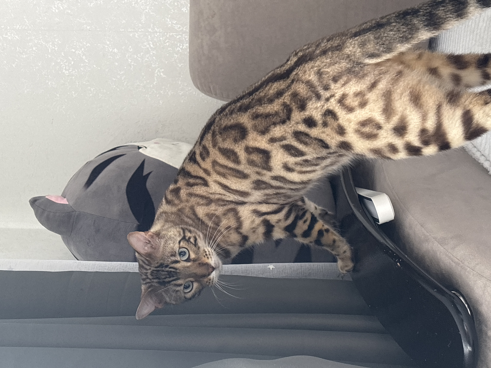 A Bengal cat is positioned on a black skateboard, which rests on a beige couch. The cat faces left, looking towards the camera with blue eyes. A large, stuffed animal with pointed ears and stripes is behind the cat. A gray curtain is visible on the left side of the image. The background consists of a textured white wall. The scene is indoors.