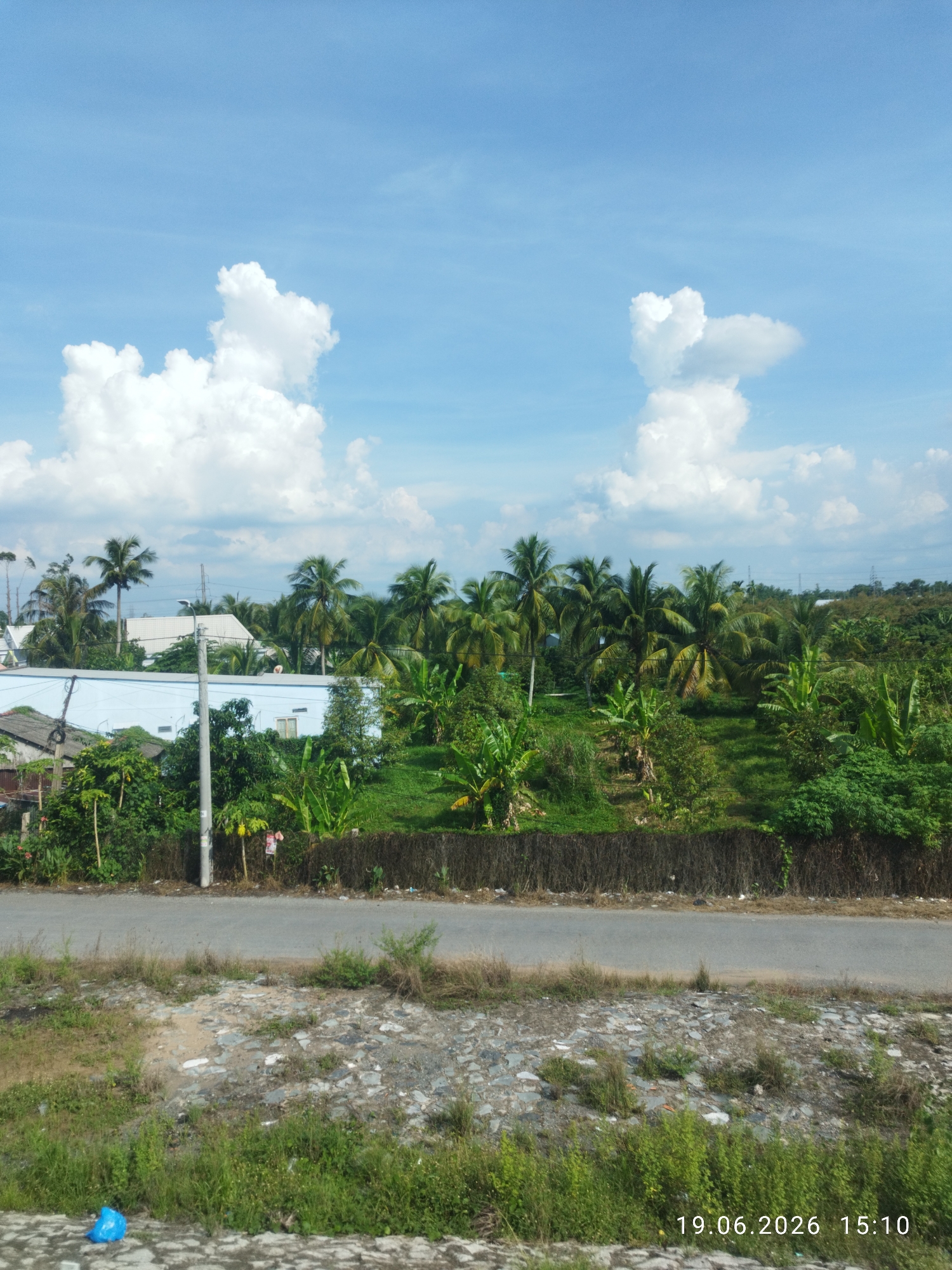 This is a horizontal, eye-level, outdoor, daytime photograph showing a scene in Tan Ngai, Vietnam. The image features a bright blue sky with scattered white cumulus clouds. In the middle ground, a lush green landscape is visible, dominated by numerous palm trees and banana trees. A dark brown, dense hedge runs across the middle of the image, separating a paved road in the foreground from the vegetated area behind it. On the far left of the middle ground, a light blue building with a white roof is partially visible, appearing to be a structure or residence. The foreground consists of a paved road with a gravel and grass shoulder. A bright blue plastic bag is on the ground to the left of the paved road. The bottom right corner of the image displays a timestamp: "19.06.2026 15:10".