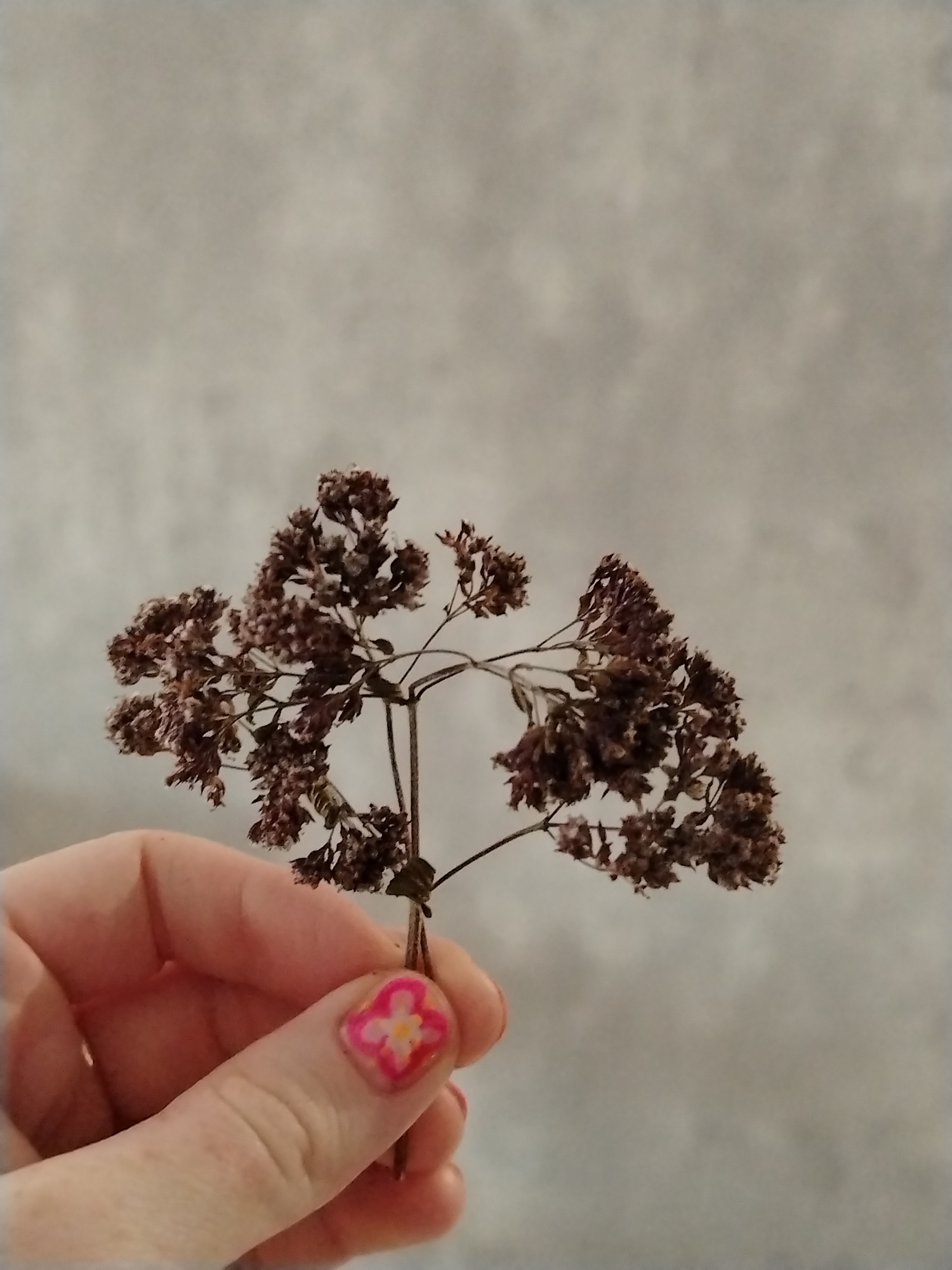 A human hand holds a dried botanical specimen against a light grey, indistinct background. The scene is located in Izhevsk, Russia. The hand, exhibiting fair skin, grasps the lower stems of the plant between the thumb and forefinger. The plant consists of multiple delicate, dark brown stems branching into clusters of small, withered, dark brown flowers or seed heads. The thumbnail is adorned with a clear, four-petal design in pink and yellow on a white base. Faint traces of reddish polish are visible on an adjacent fingernail. No other individuals are present. The background appears to be a plain, textured wall or surface, slightly out of focus.